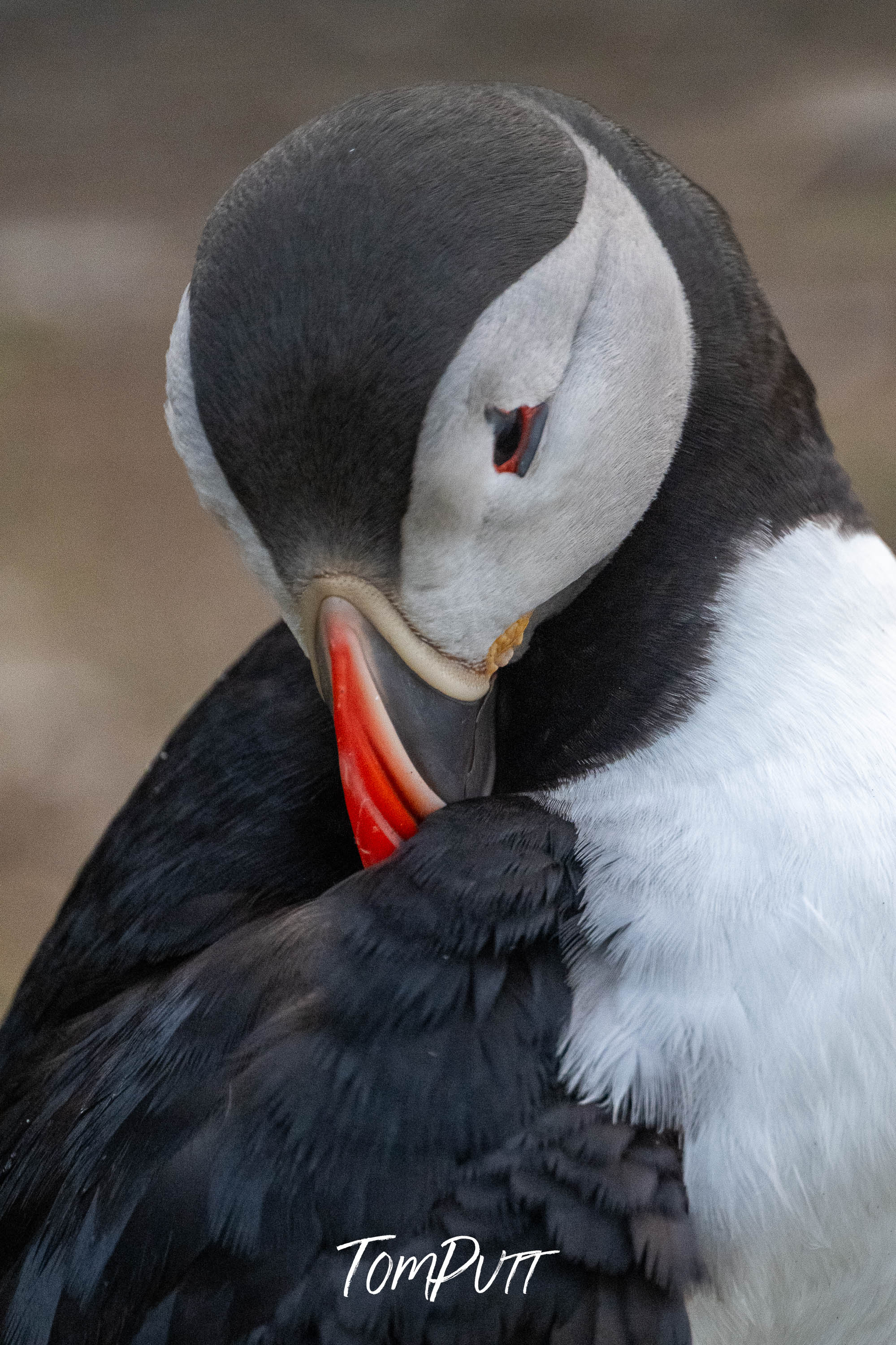 Tucked In. Atlantic Puffin