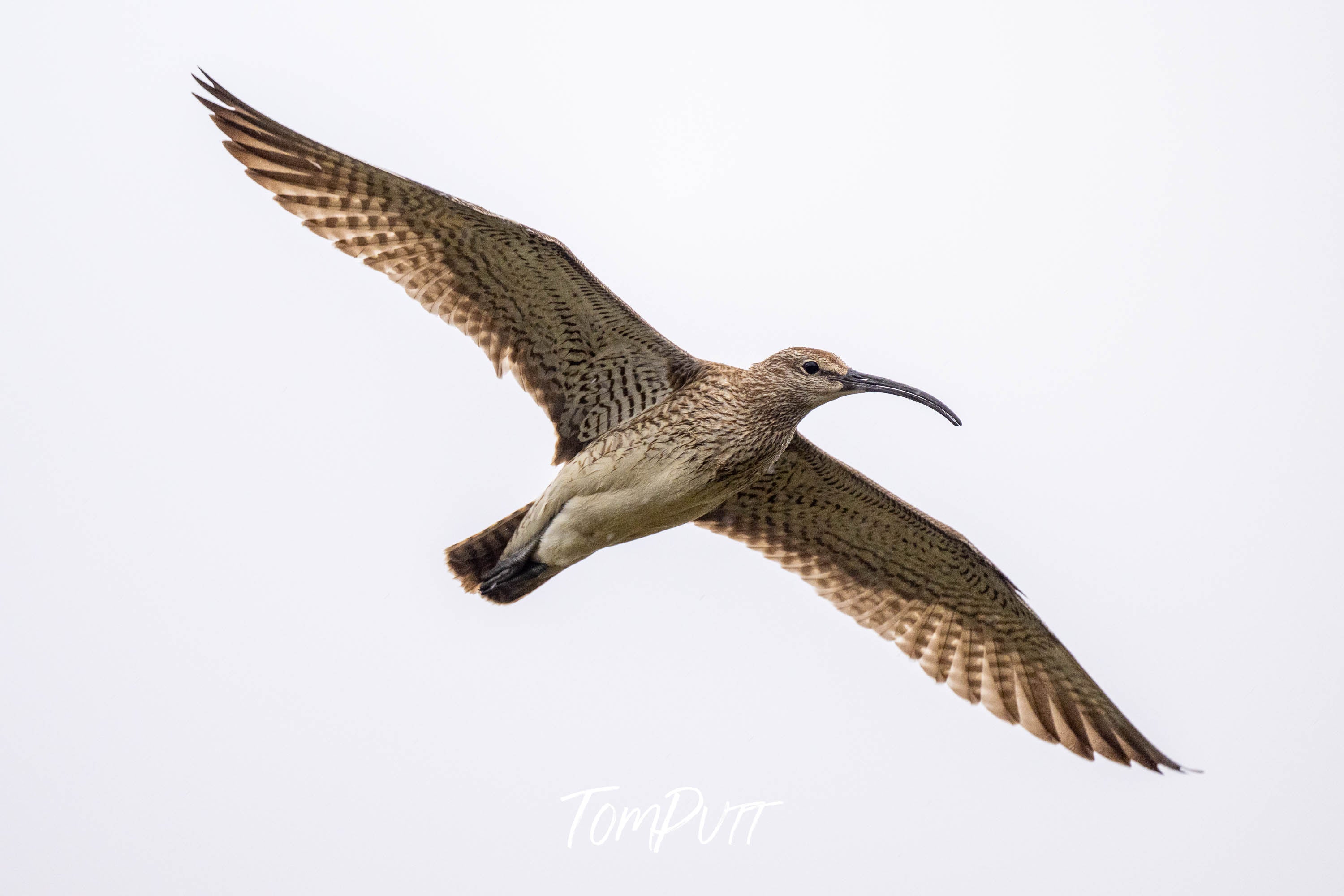 Arctic Glider. Whimbrel