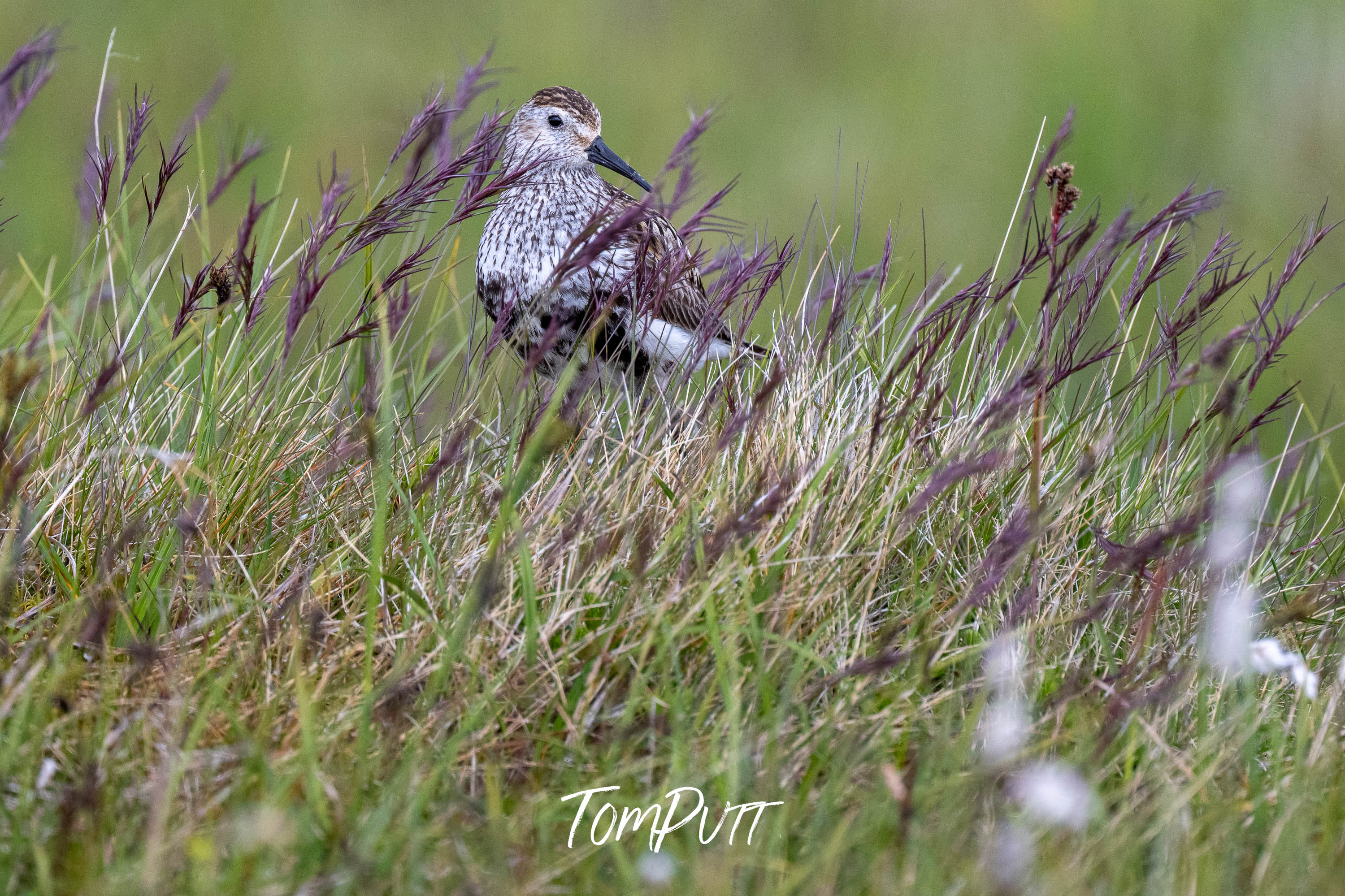 Watchful Dunlin