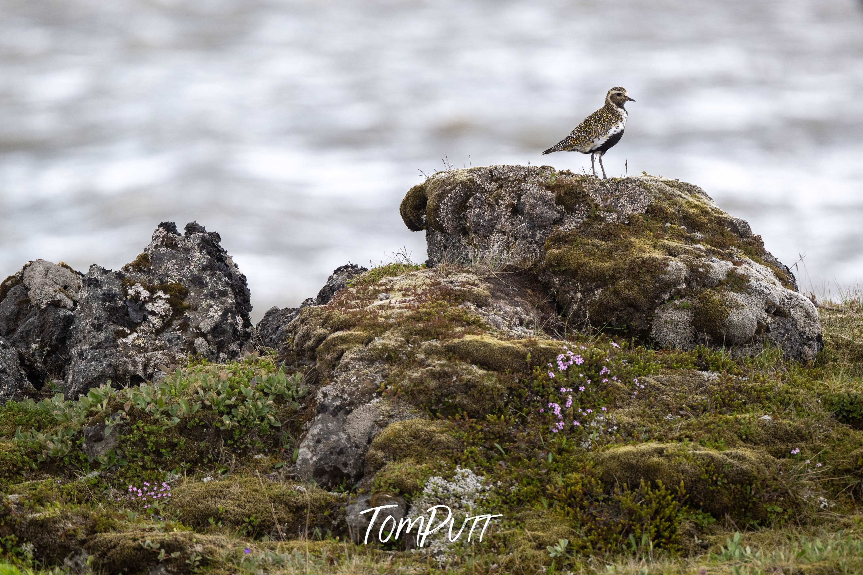 Perched. Golden Plover