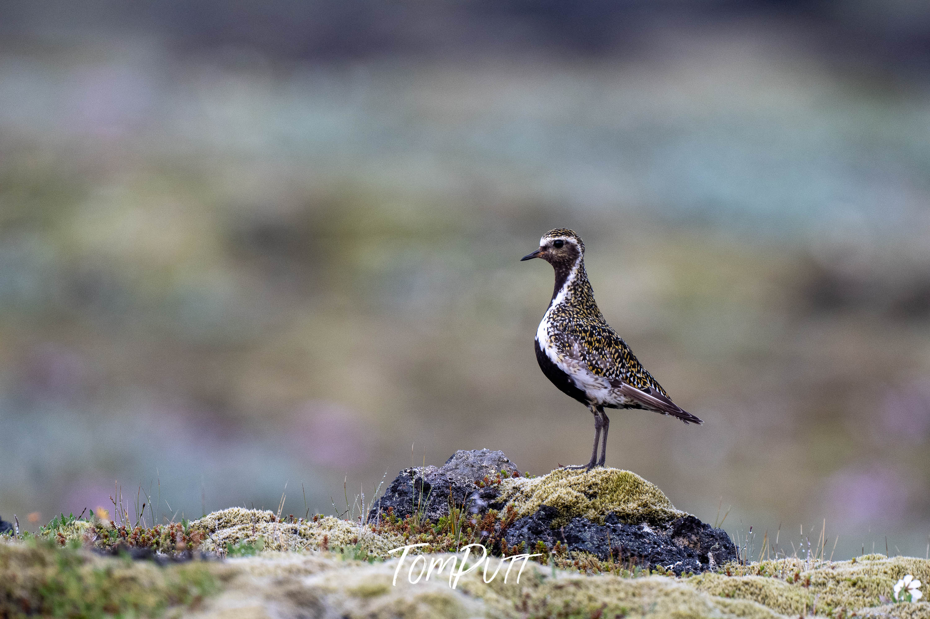 Solitude. Golden Plover