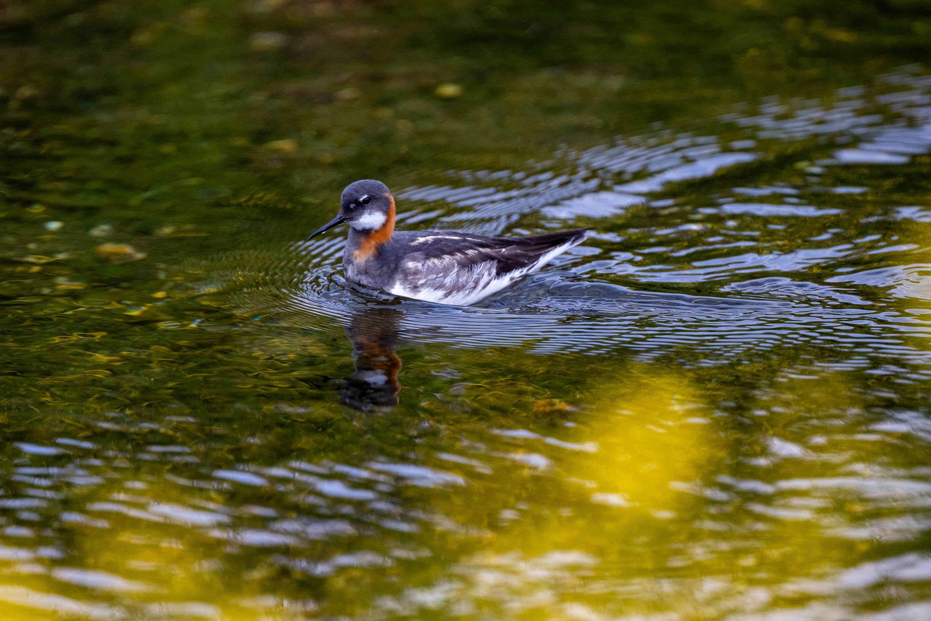 Red-Necked Phalarope