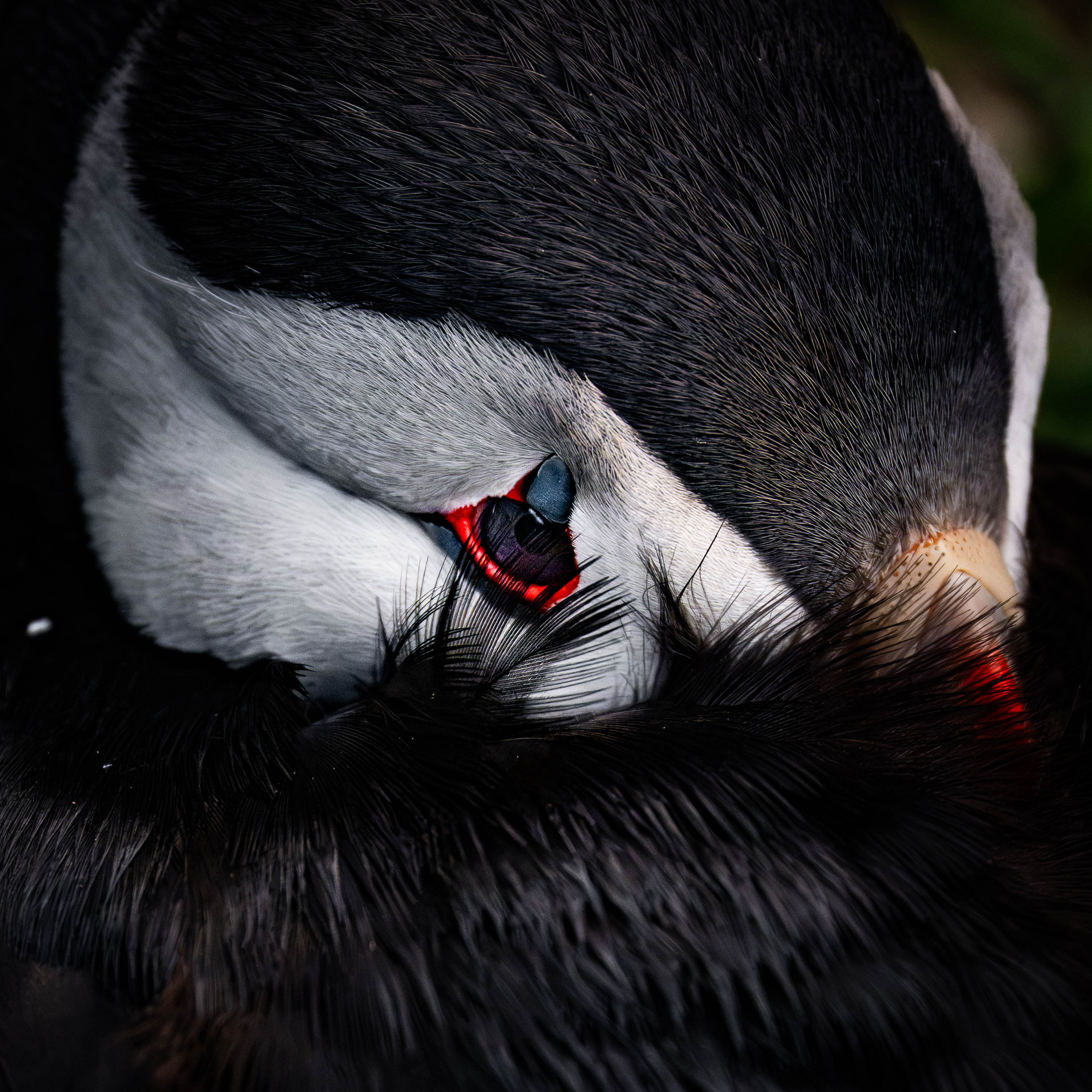 Quiet Gaze. Atlantic Puffin