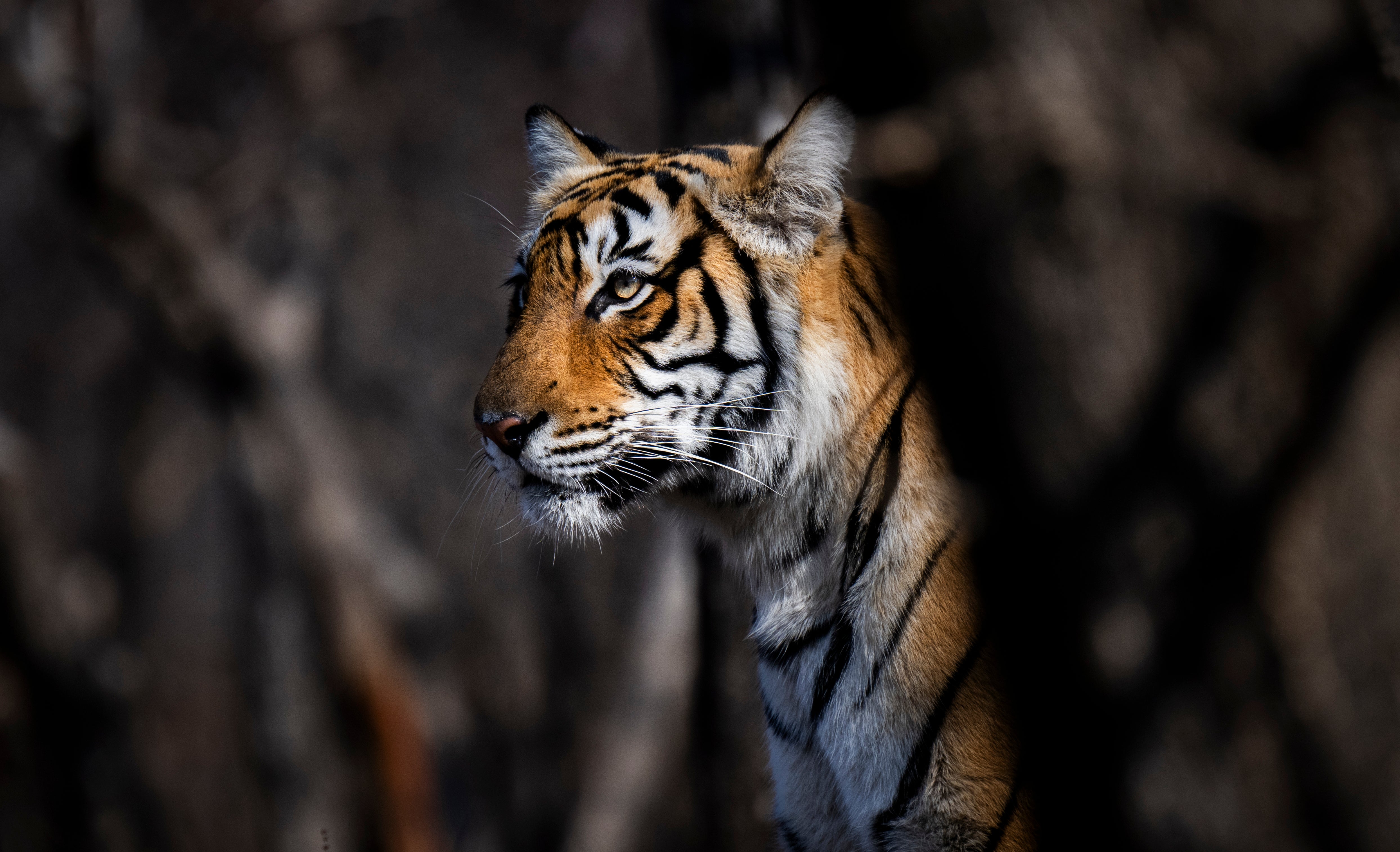 Tiger's Gaze, India