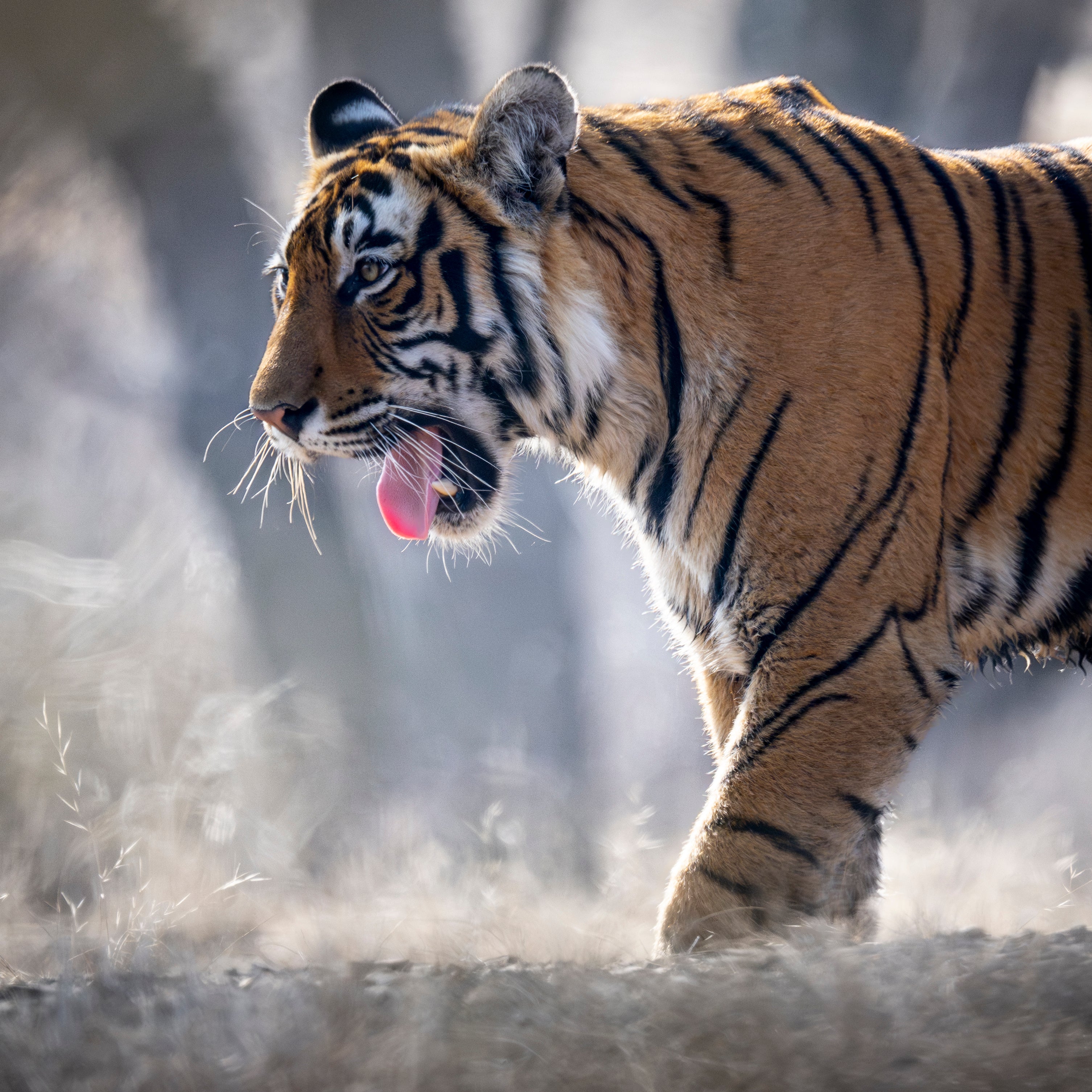 Majestic Stride, India