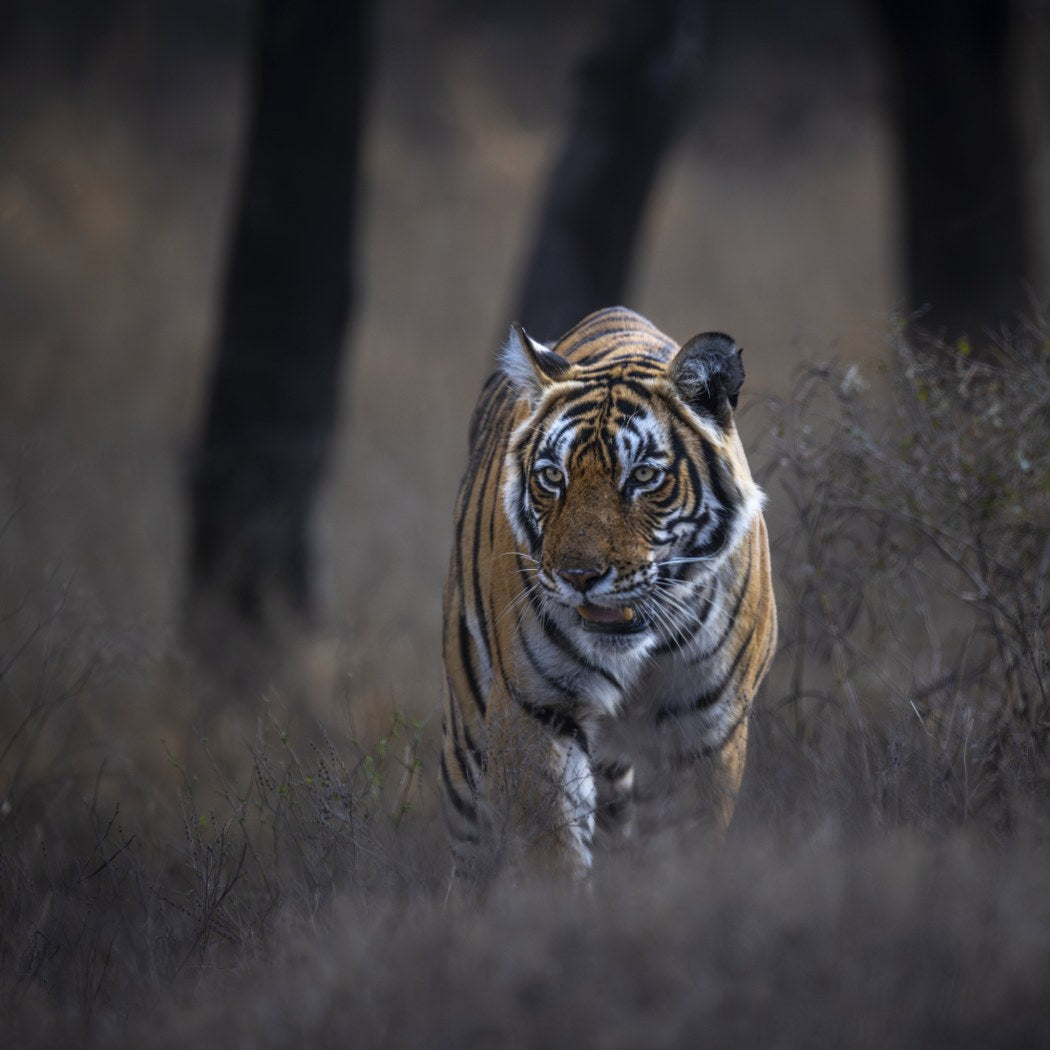 Tiger Focus, India