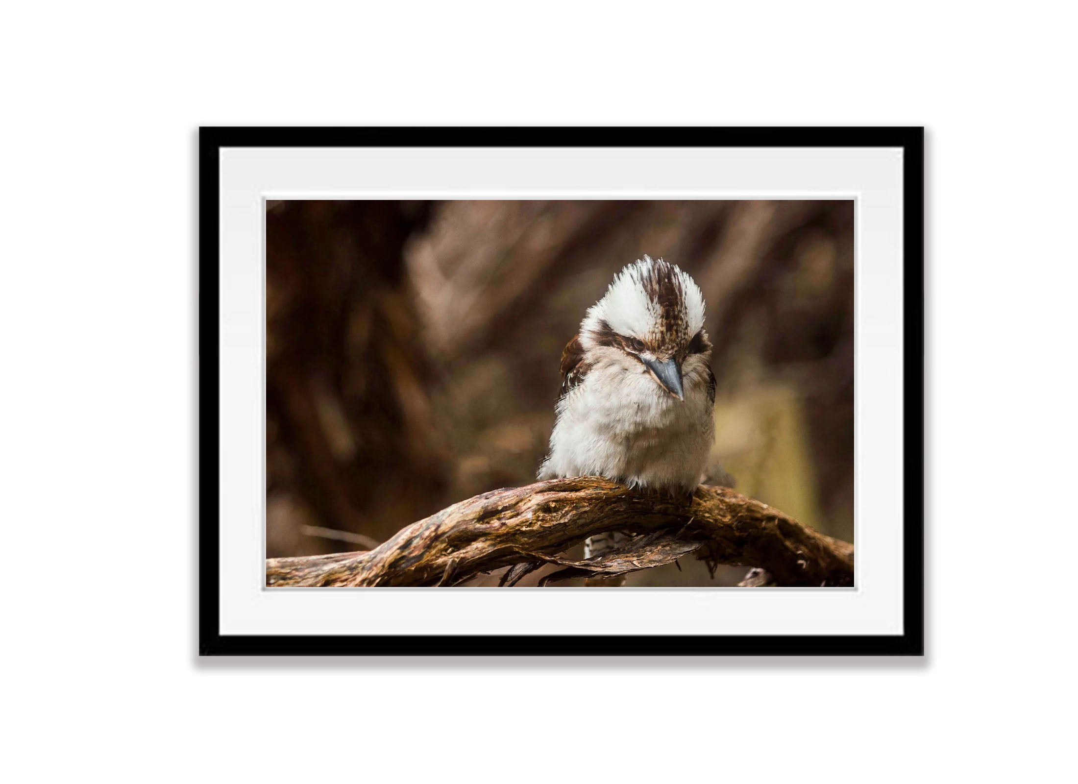Kookaburra Hunting