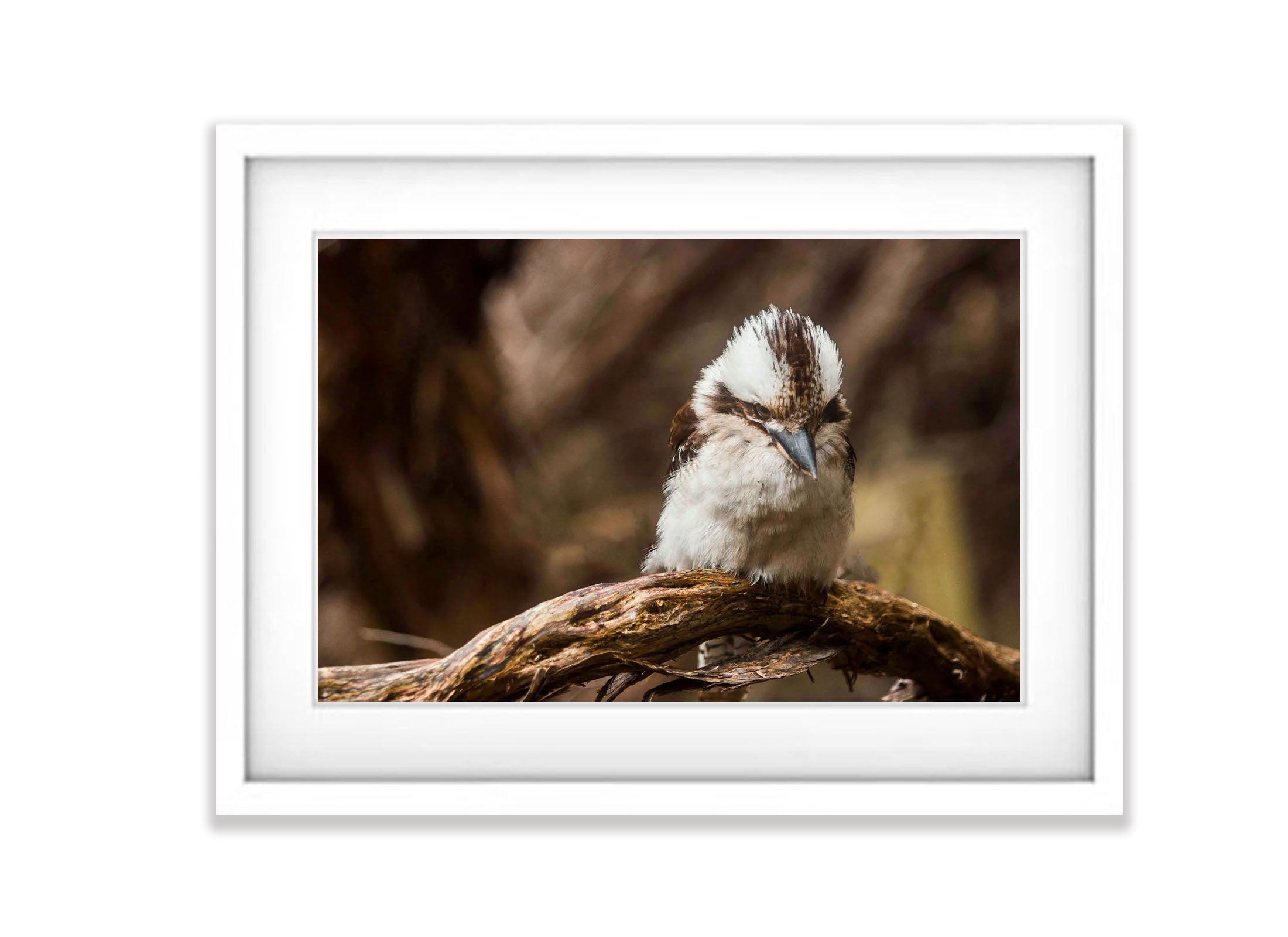 Kookaburra Hunting