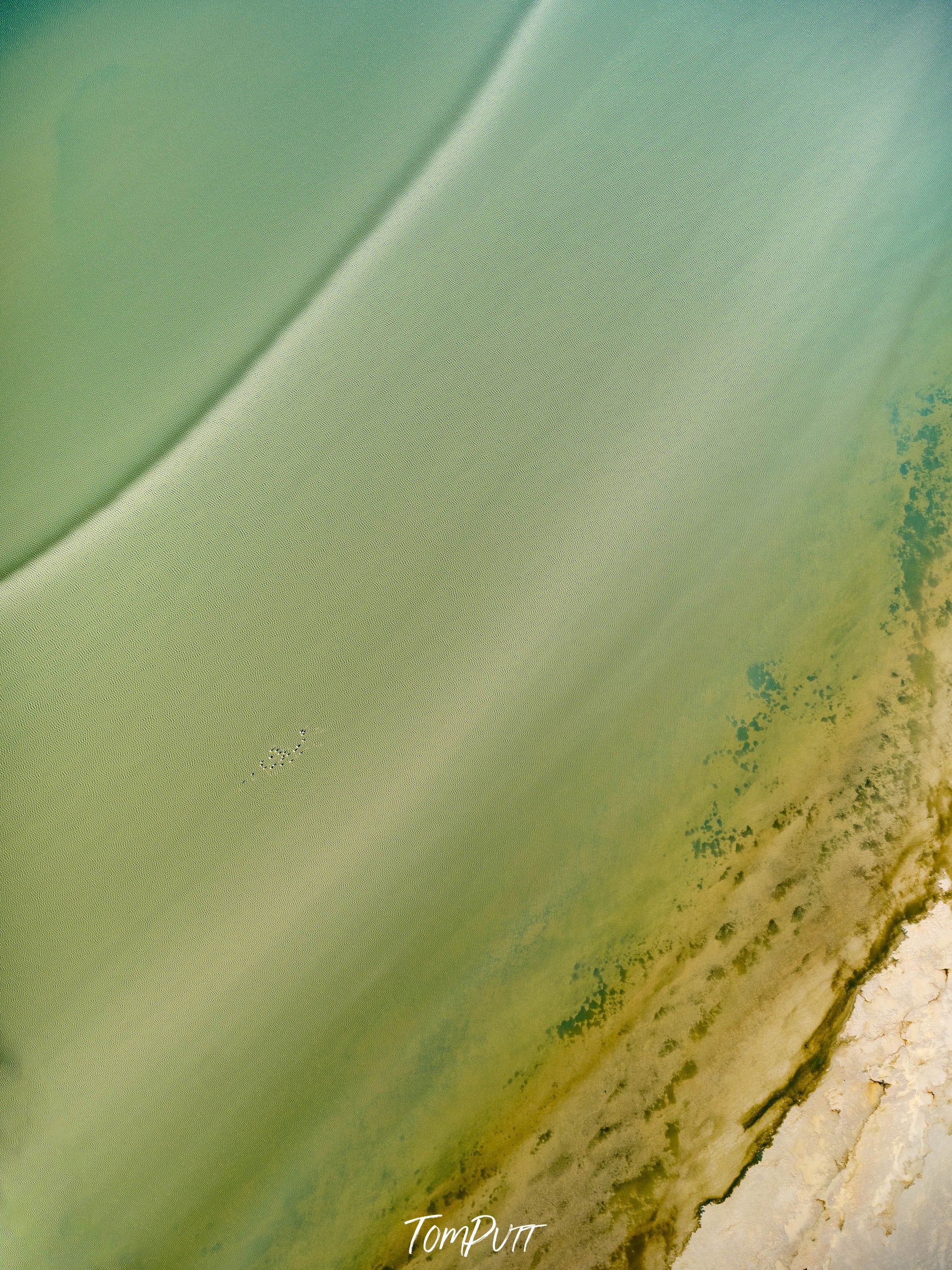 Pelicans, Lake Eyre, SA