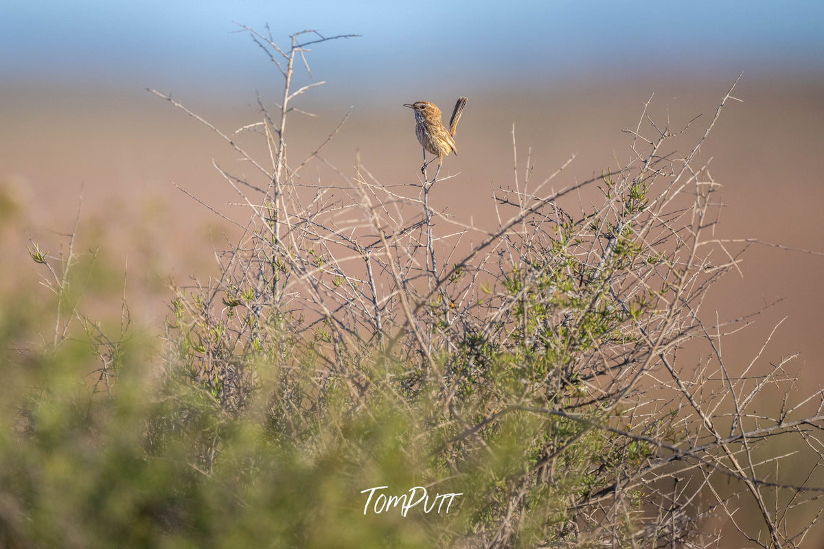 Rufous Fieldwren on the lookout
