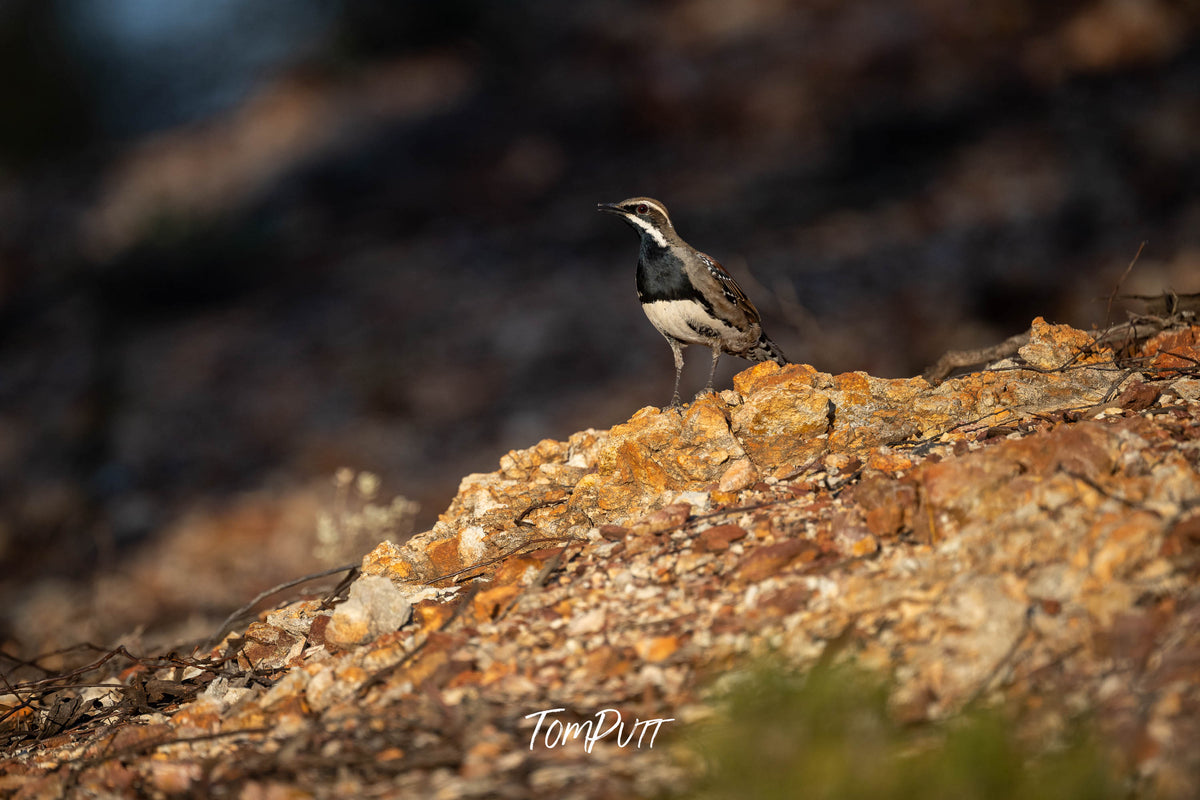 Copper-back Quail-thrush watching