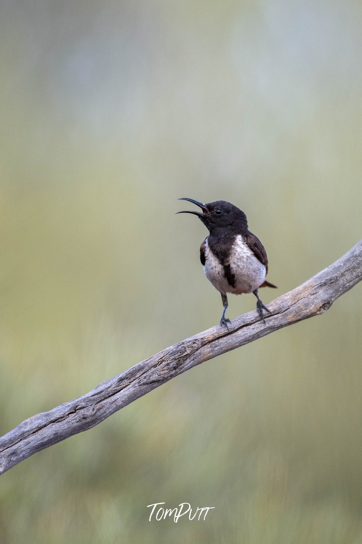 Black Honeyeater calling