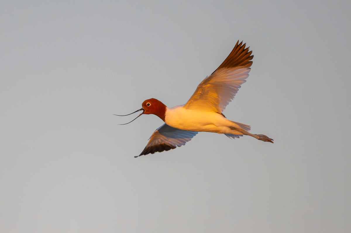 Red-necked Avocet in flight