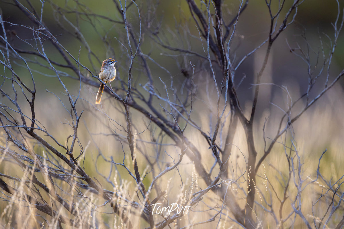 Sandhill Grasswren on the lookout