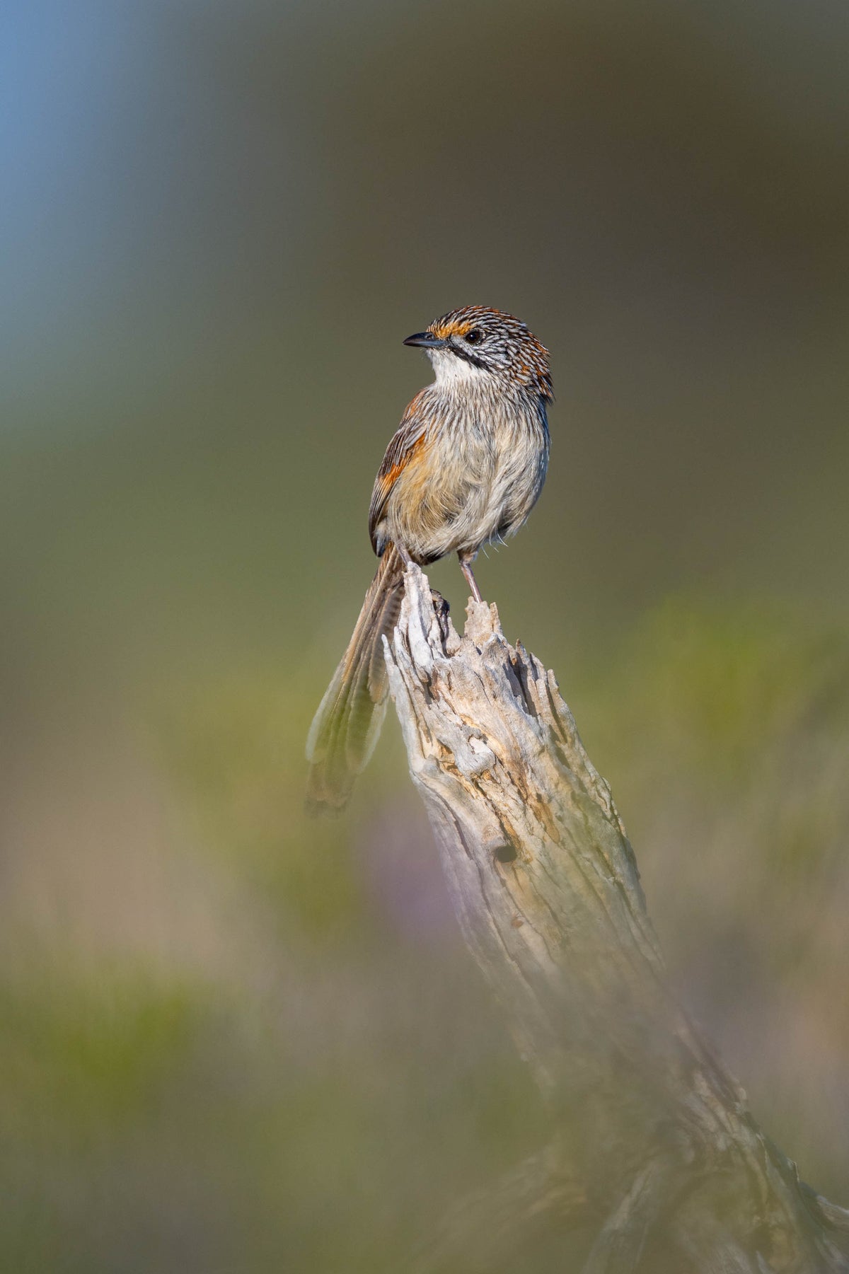 Sandhill Grasswren