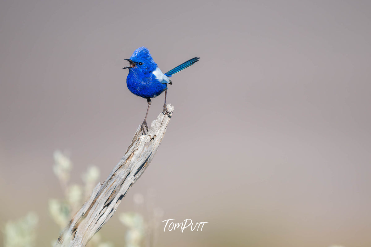 Male White-winged Fairy Wren calling