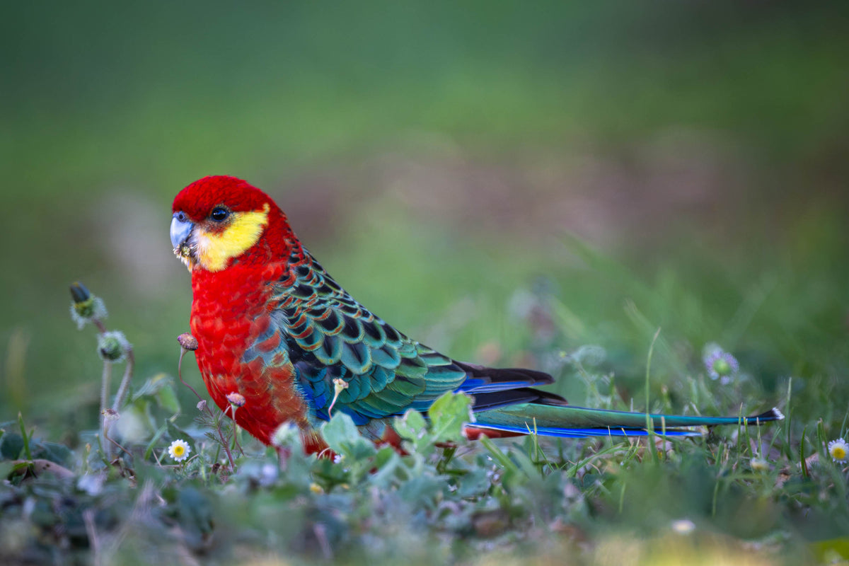 Western Rosella