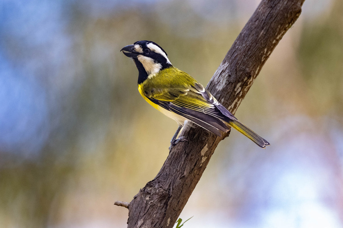 Western Shrike-tit