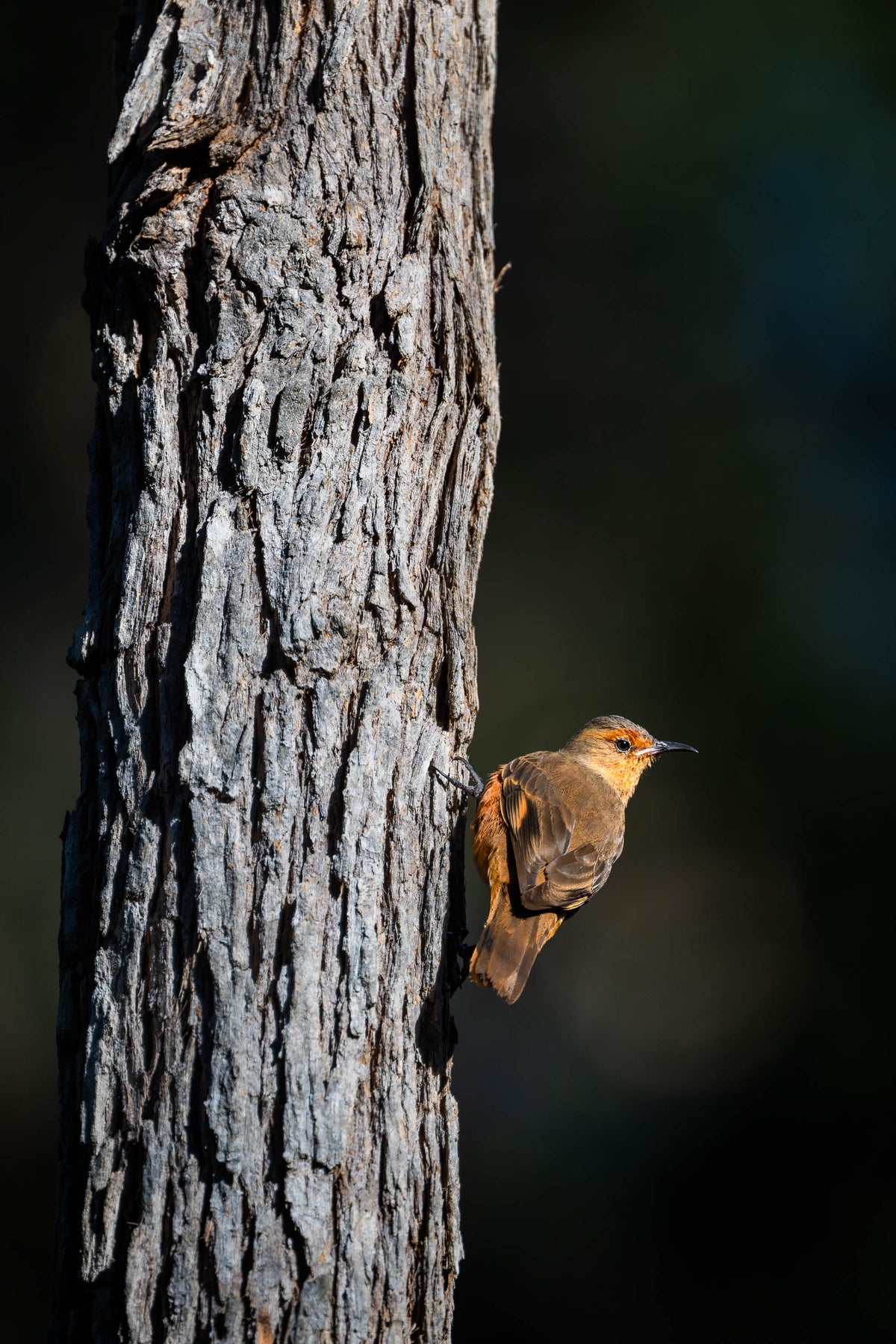 Rufous Treecreeper