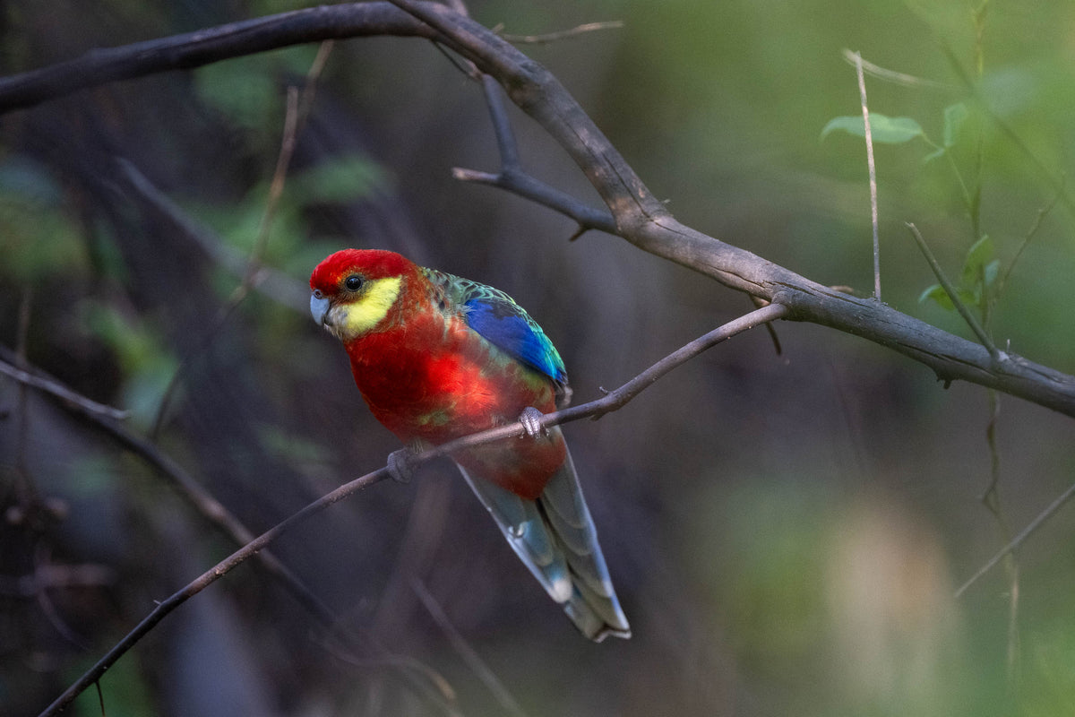Western Rosella being enquistive