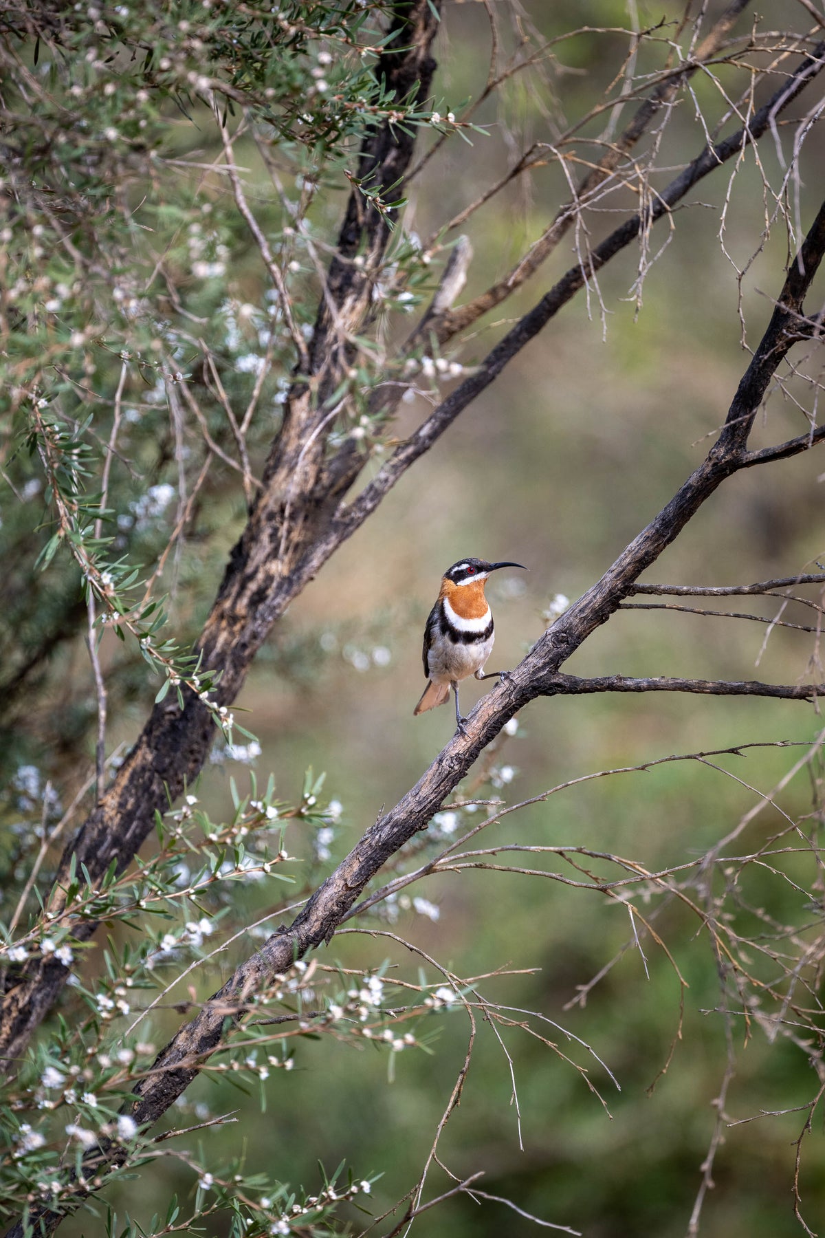 Western Spinebill