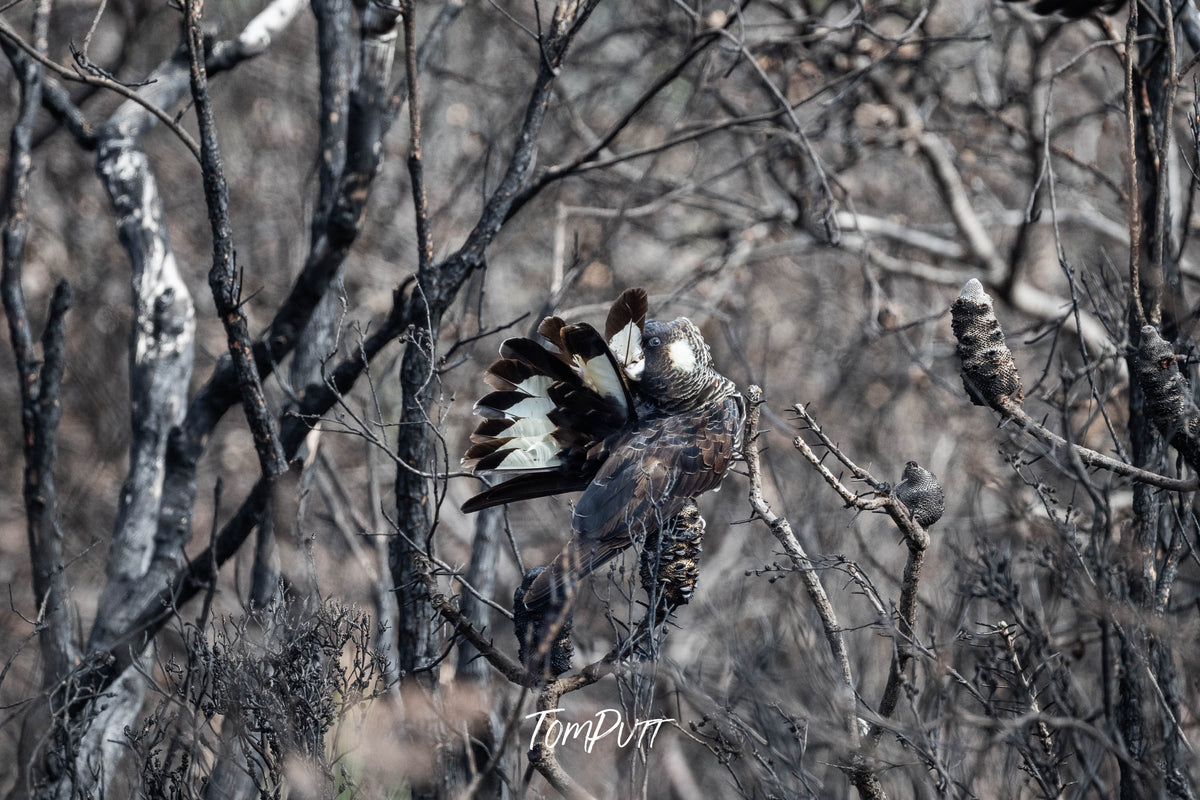Carnaby's Black Cockatoo preening in a burnt forest
