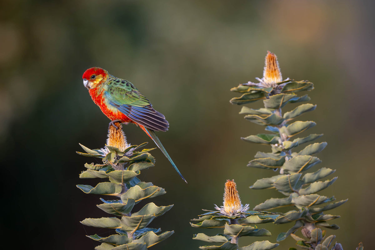 Western Rosella amongst scarlet banksia