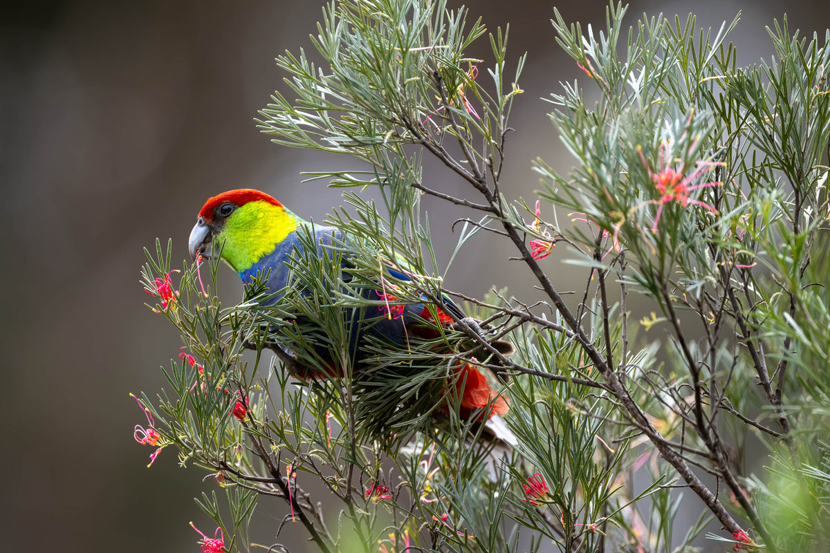 Red-capped Parrot