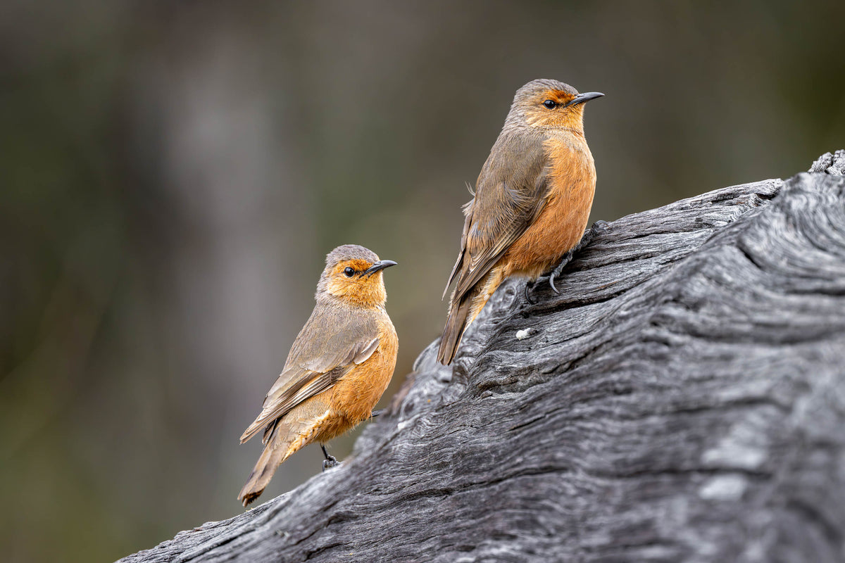 Rufous Treecreeper pair