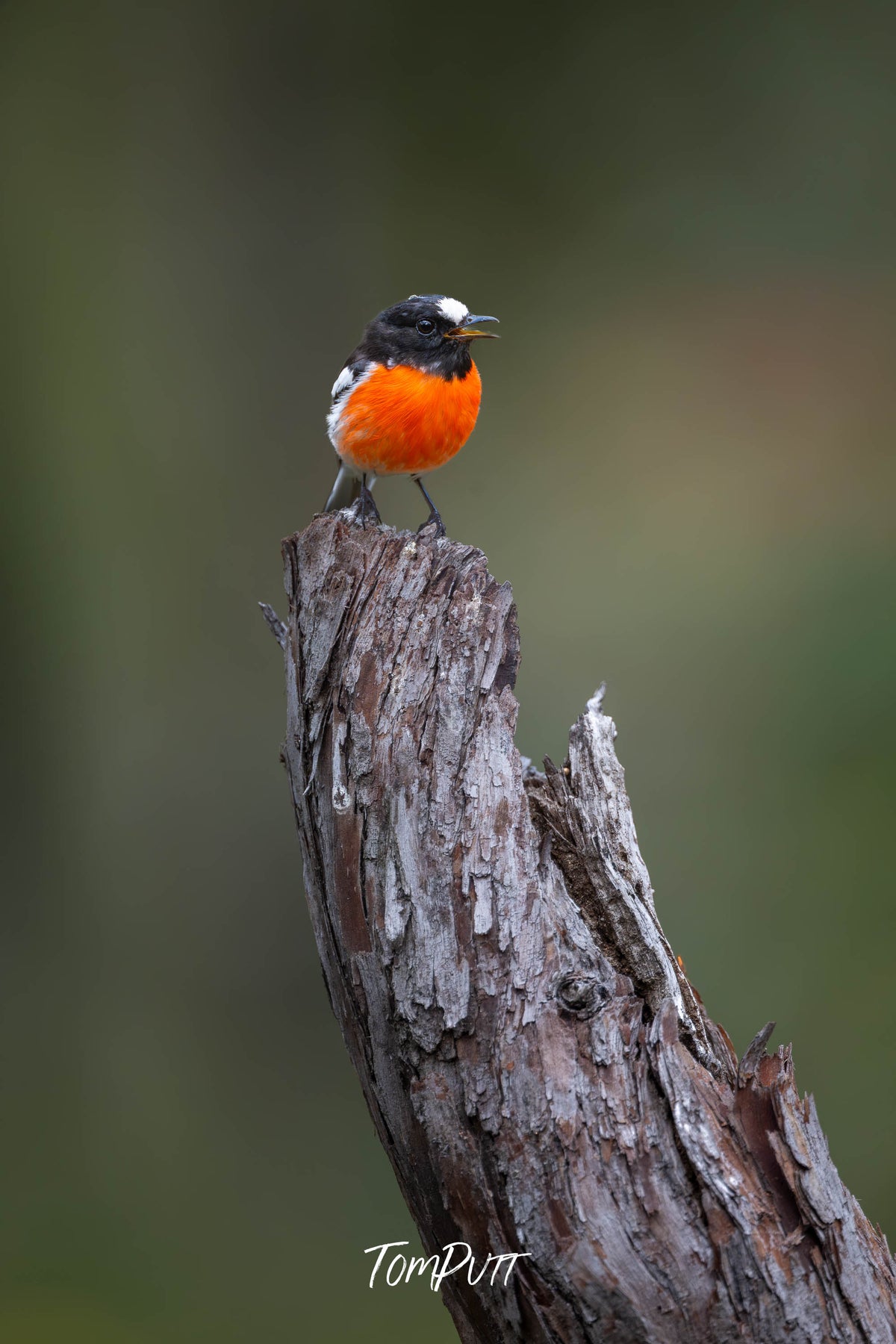 Scarlet Robin perched