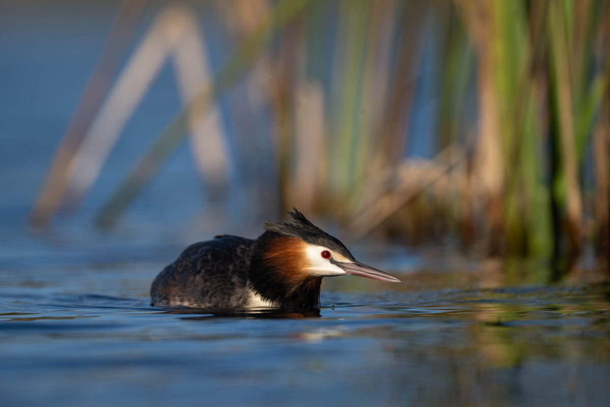 Great Crested Grebe