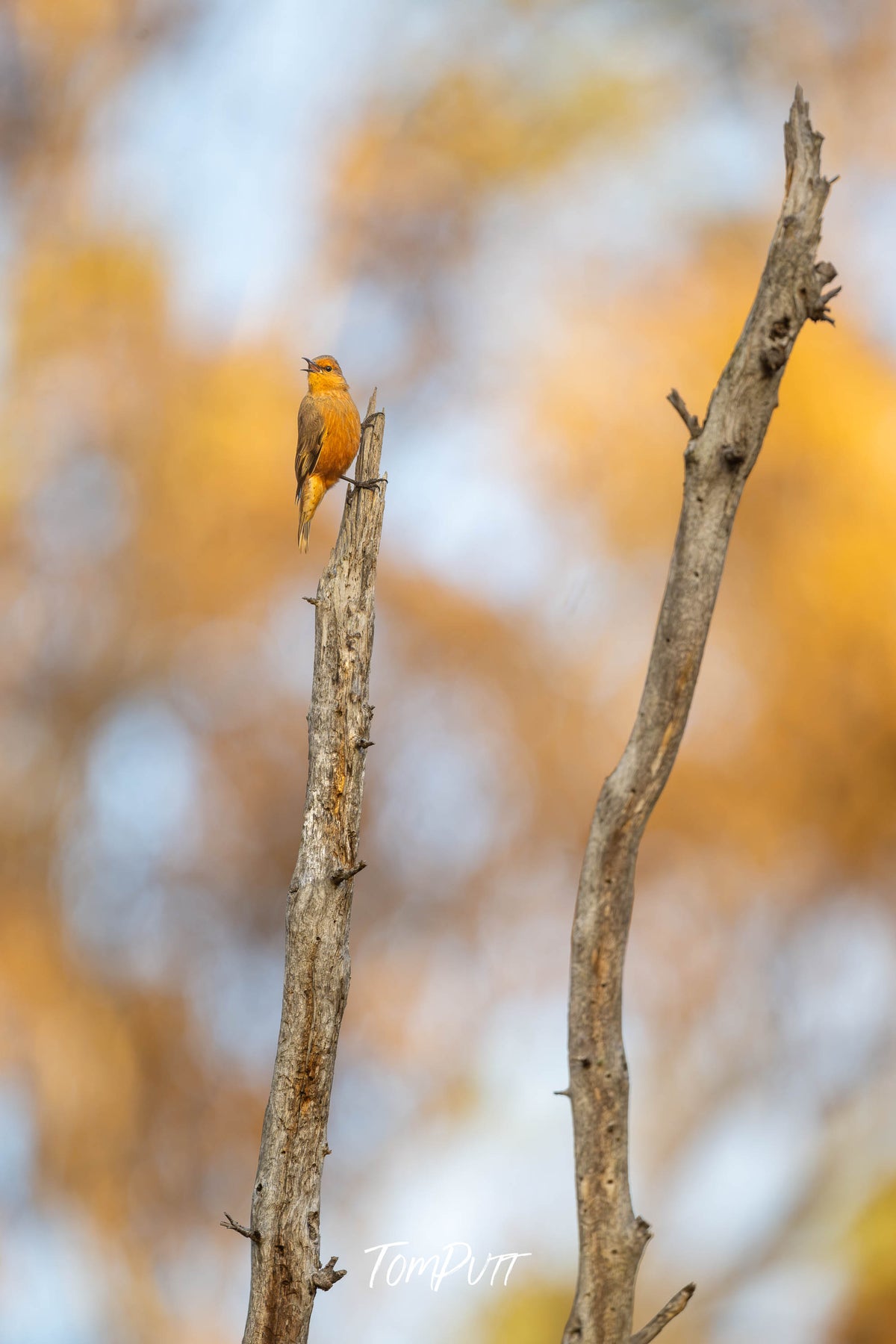Rufous Treecreeper on the lookout