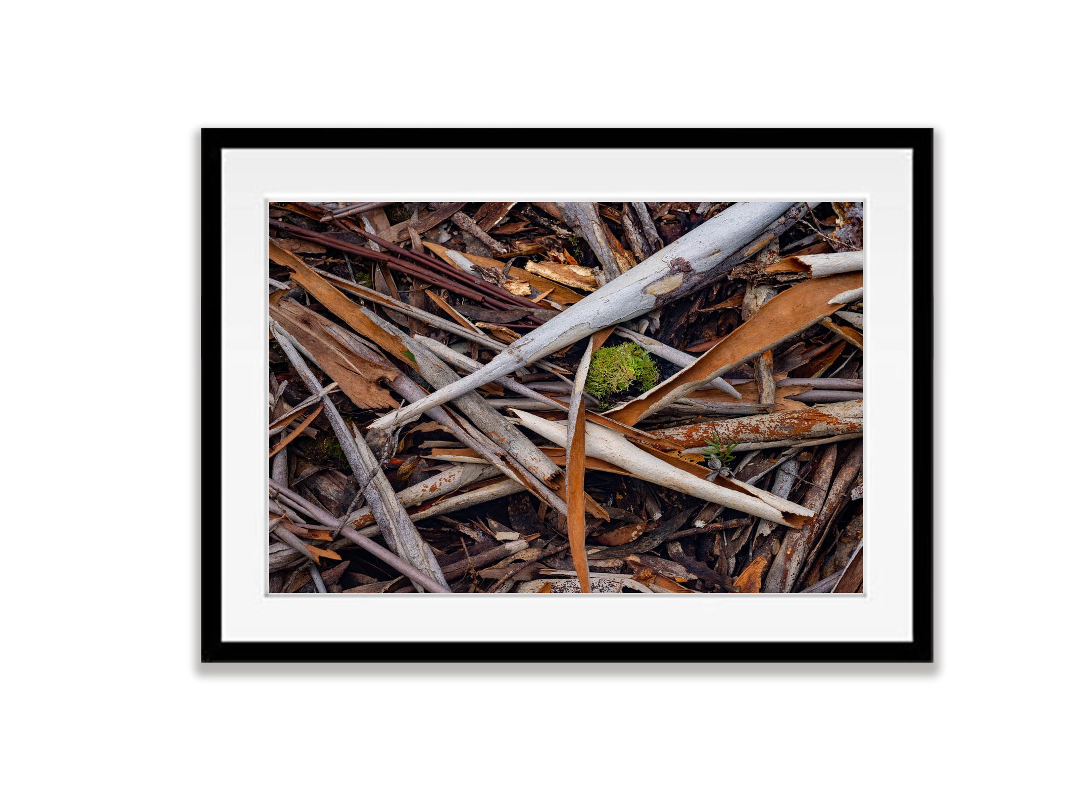 Leaf Litter detail, The Overland Track, Tasmania