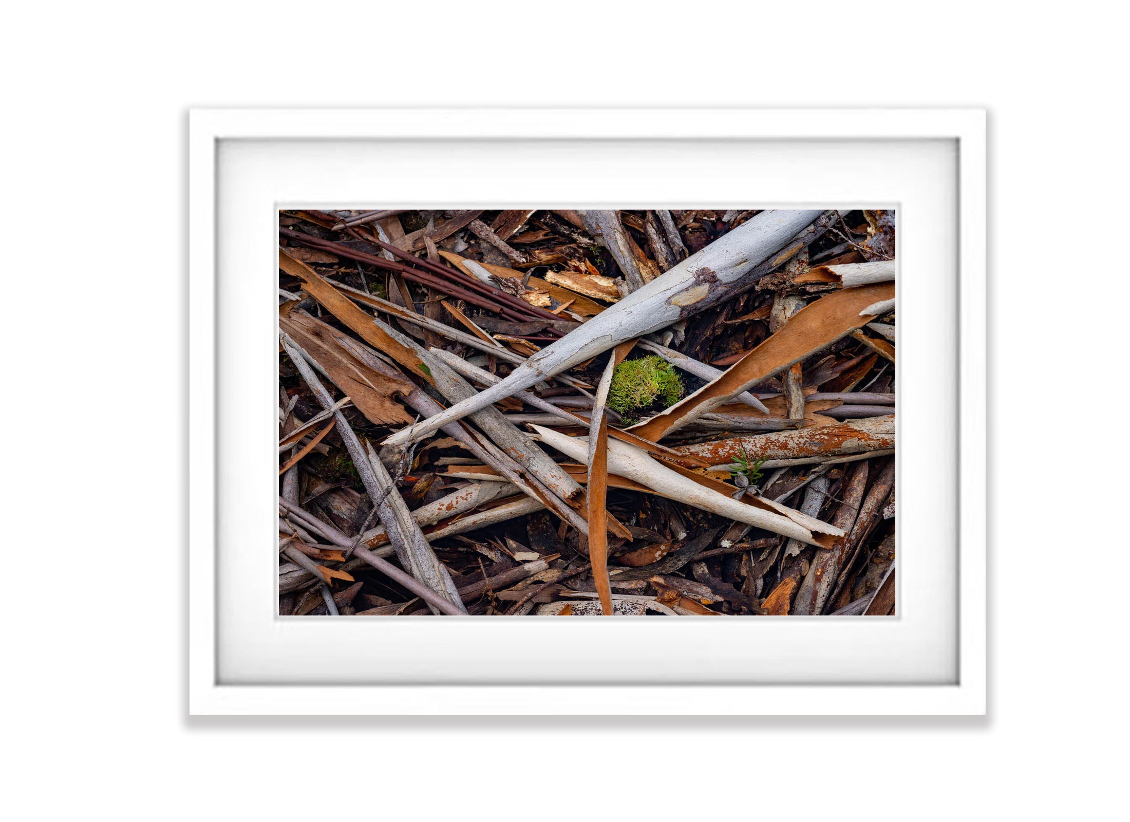 Leaf Litter detail, The Overland Track, Tasmania