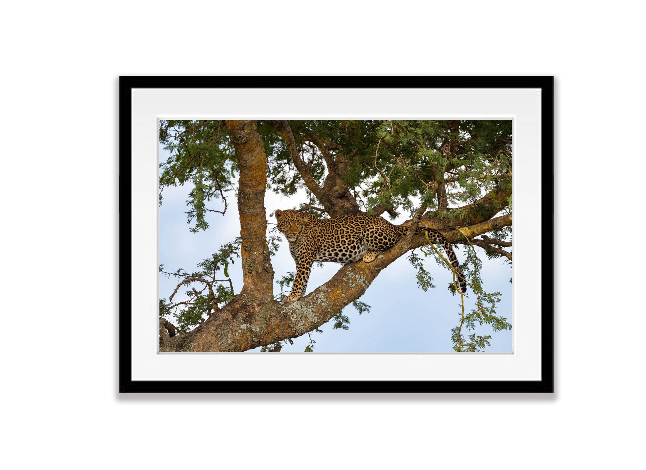 Leopard on the lookout, Serengeti, Tanzania