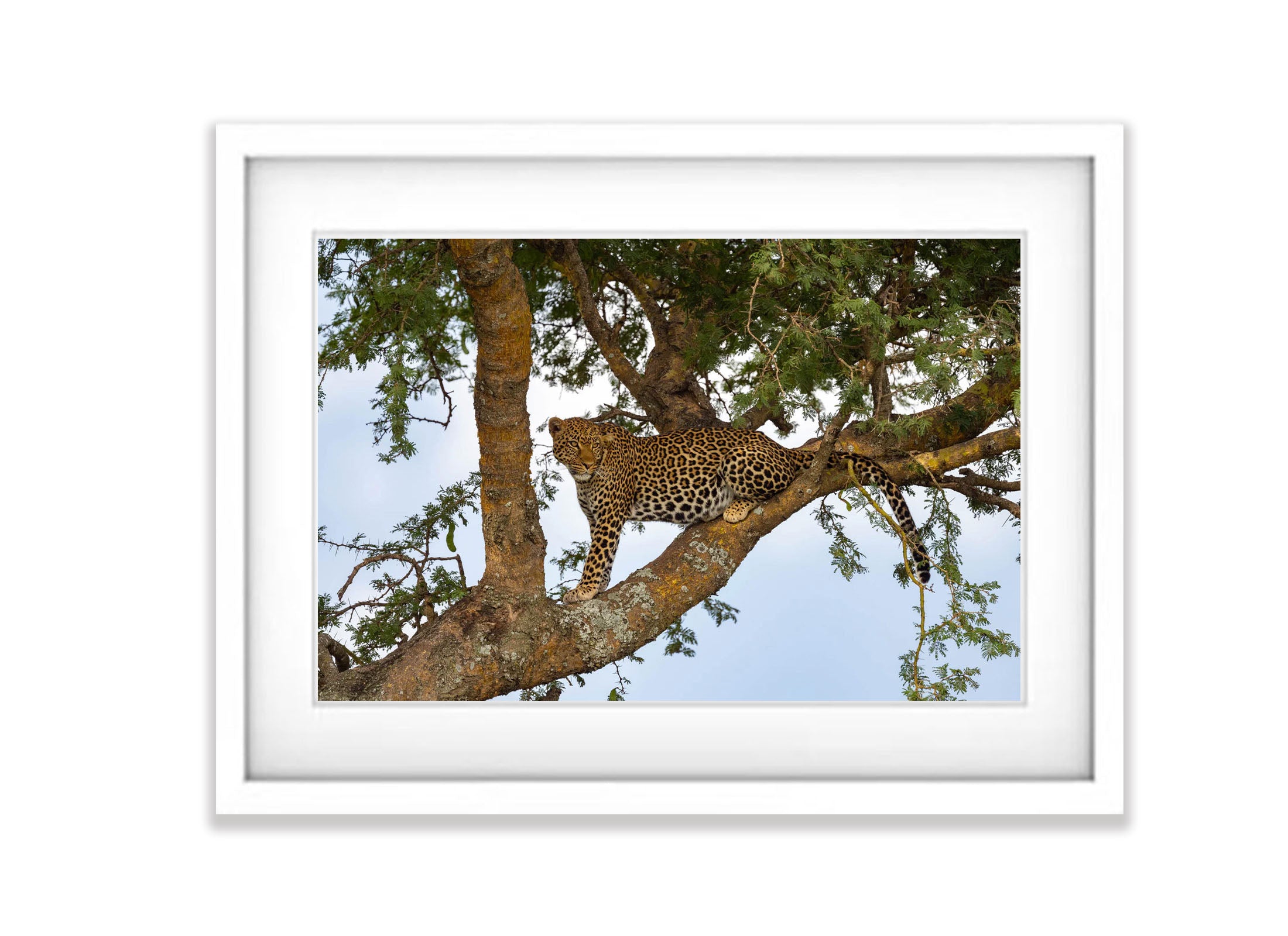 Leopard on the lookout, Serengeti, Tanzania