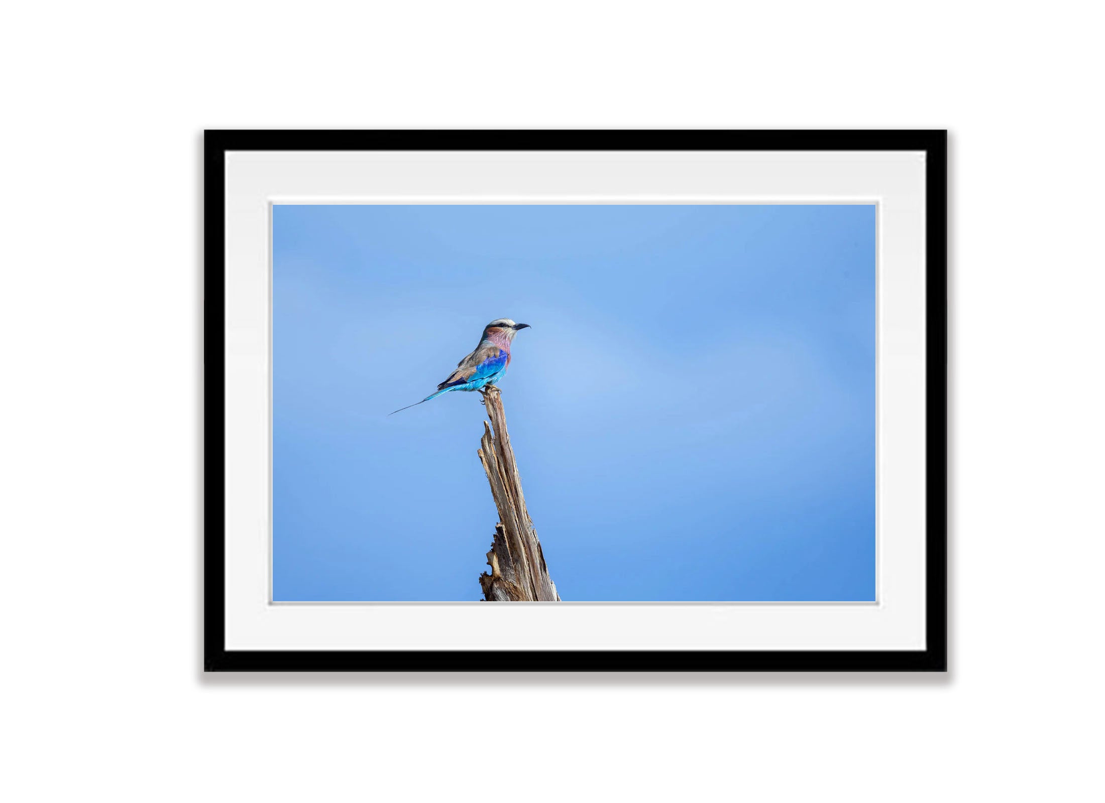 Lilac-breasted Roller perched, Tanzania