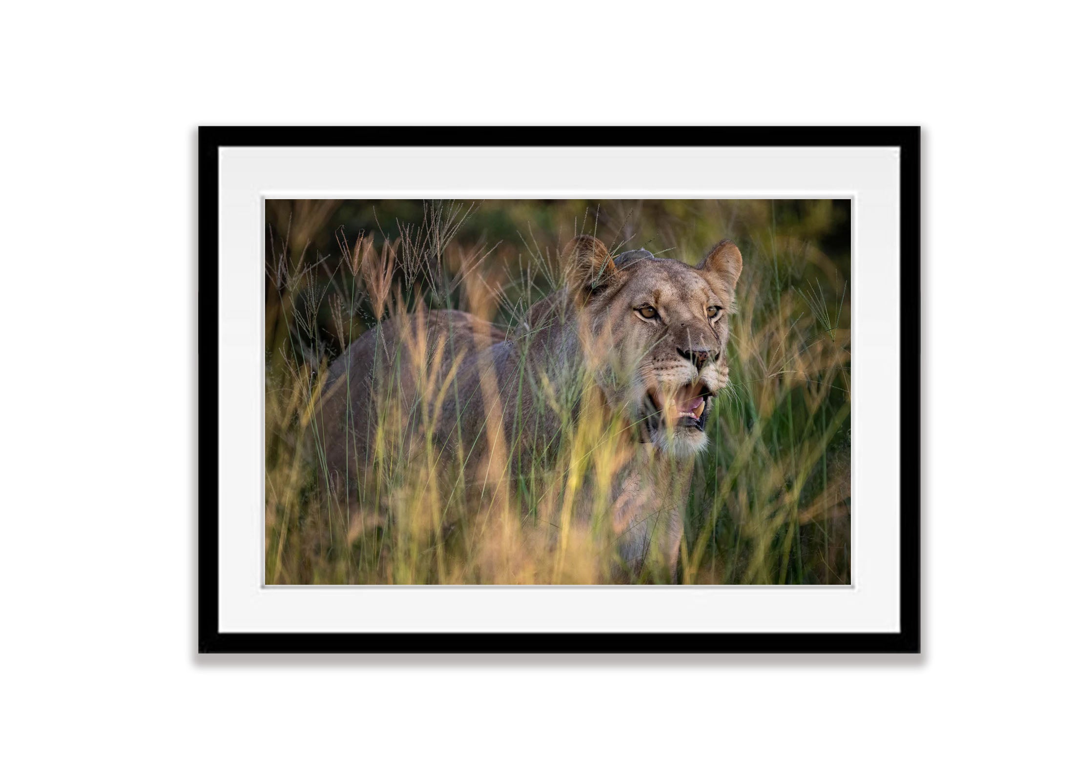 Lioness, Kalahari Desert, Botswana