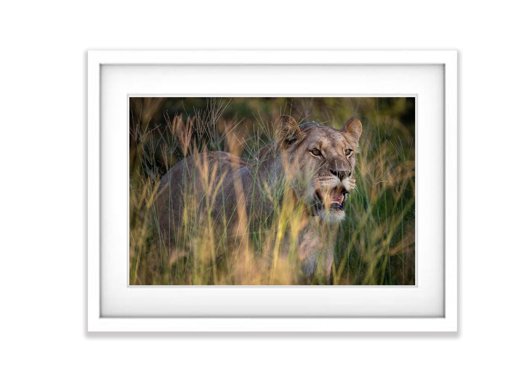 Lioness, Kalahari Desert, Botswana