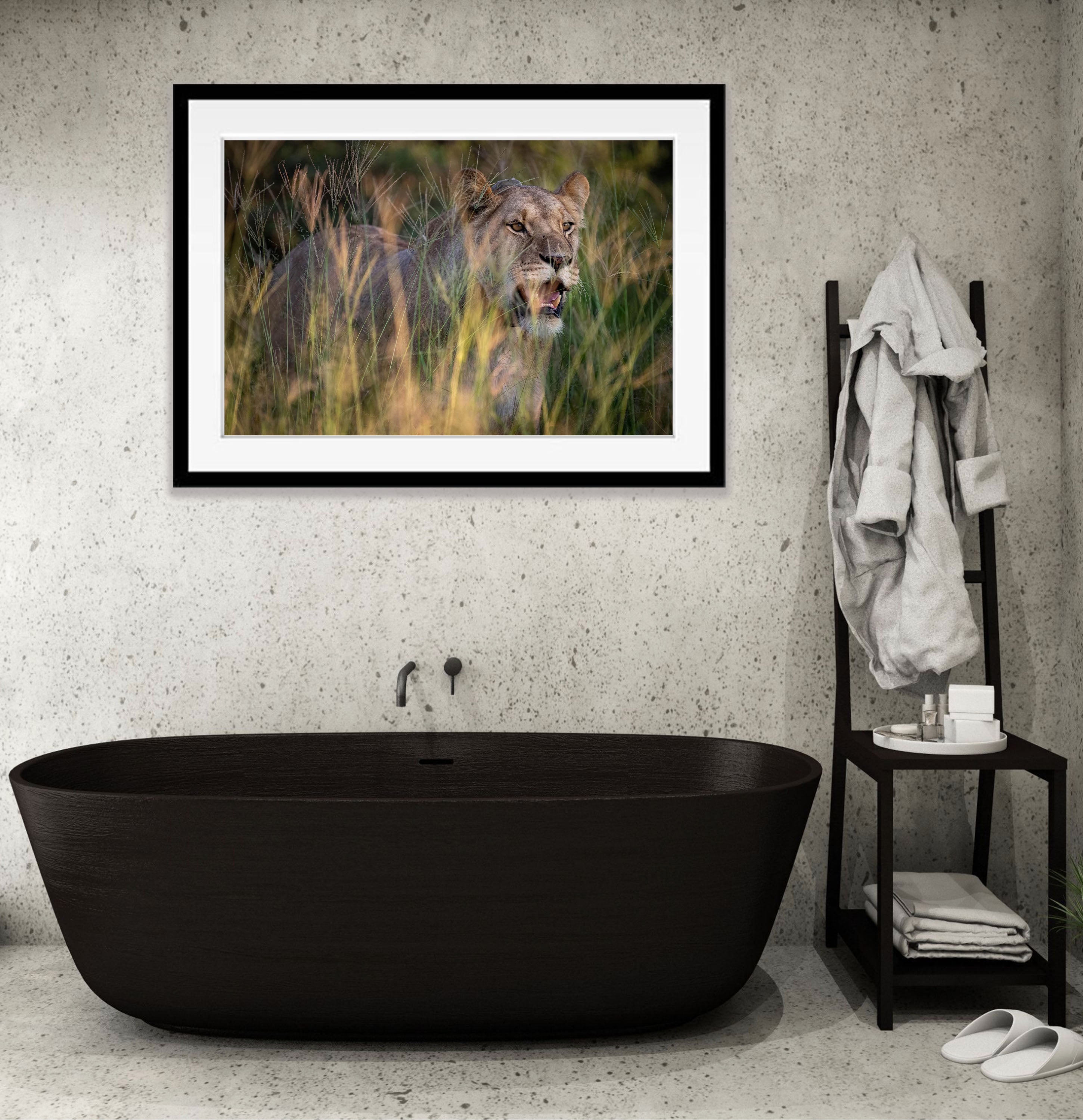 Lioness, Kalahari Desert, Botswana