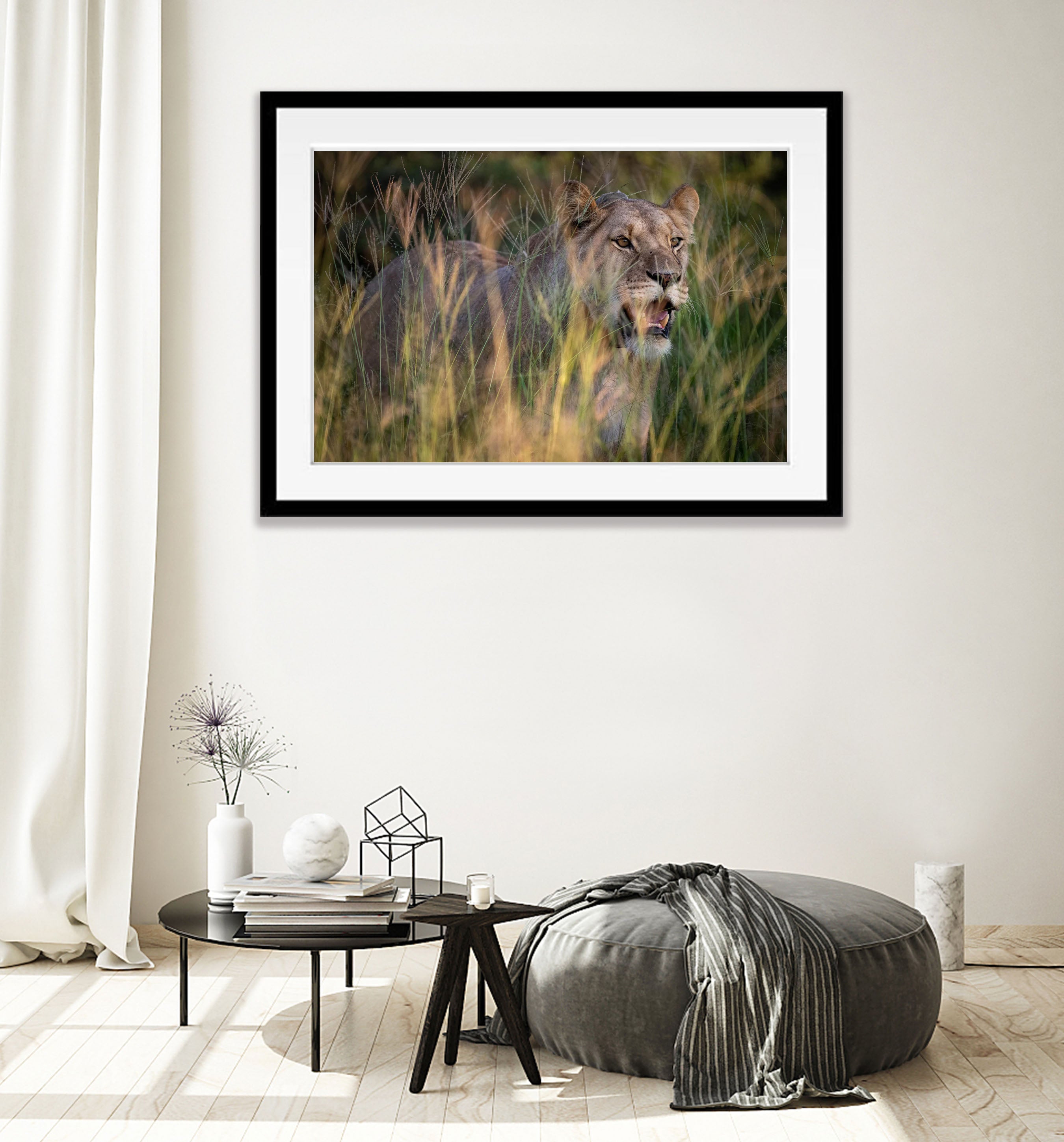 Lioness, Kalahari Desert, Botswana