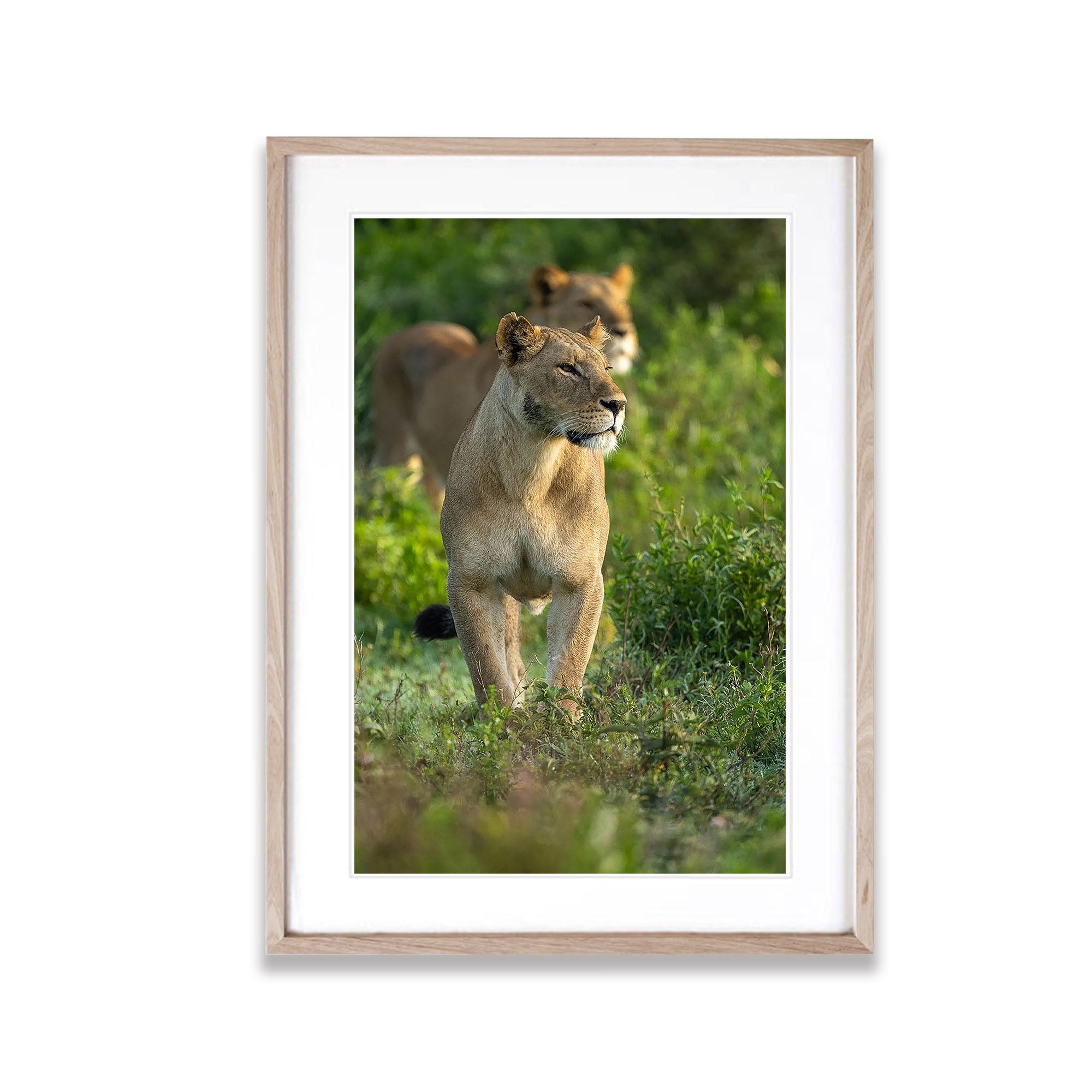 Lioness, Tanzania