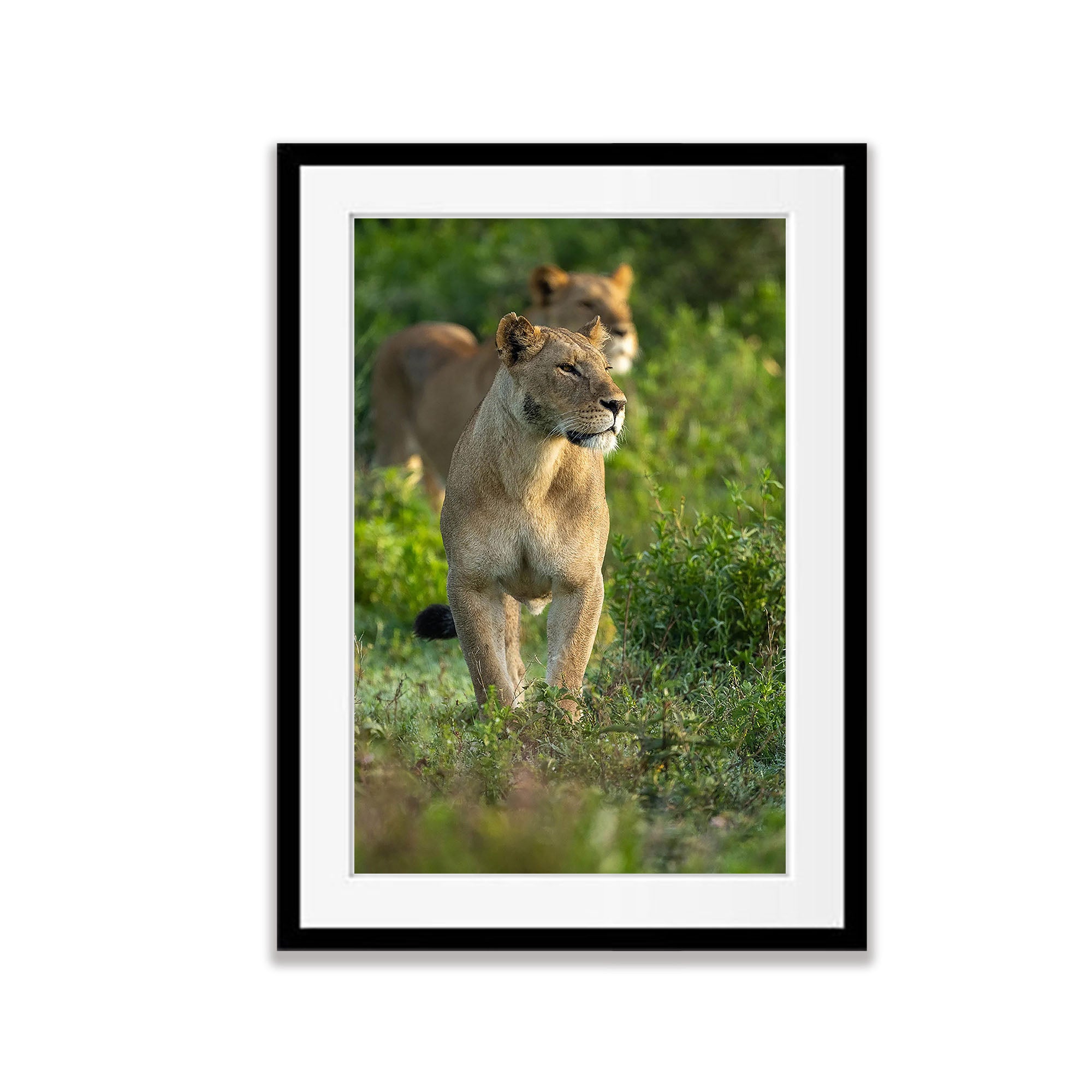 Lioness, Tanzania