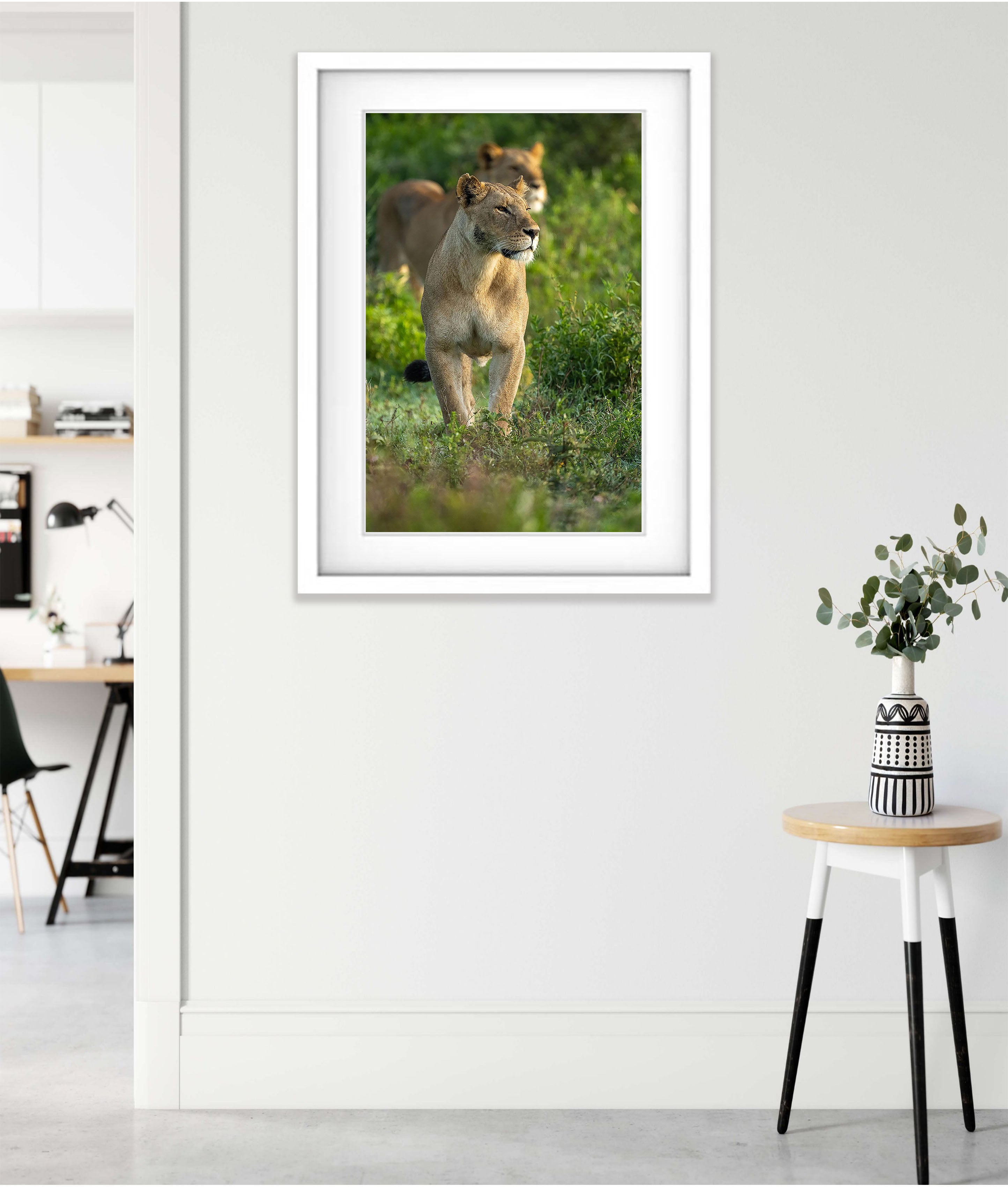 Lioness, Tanzania