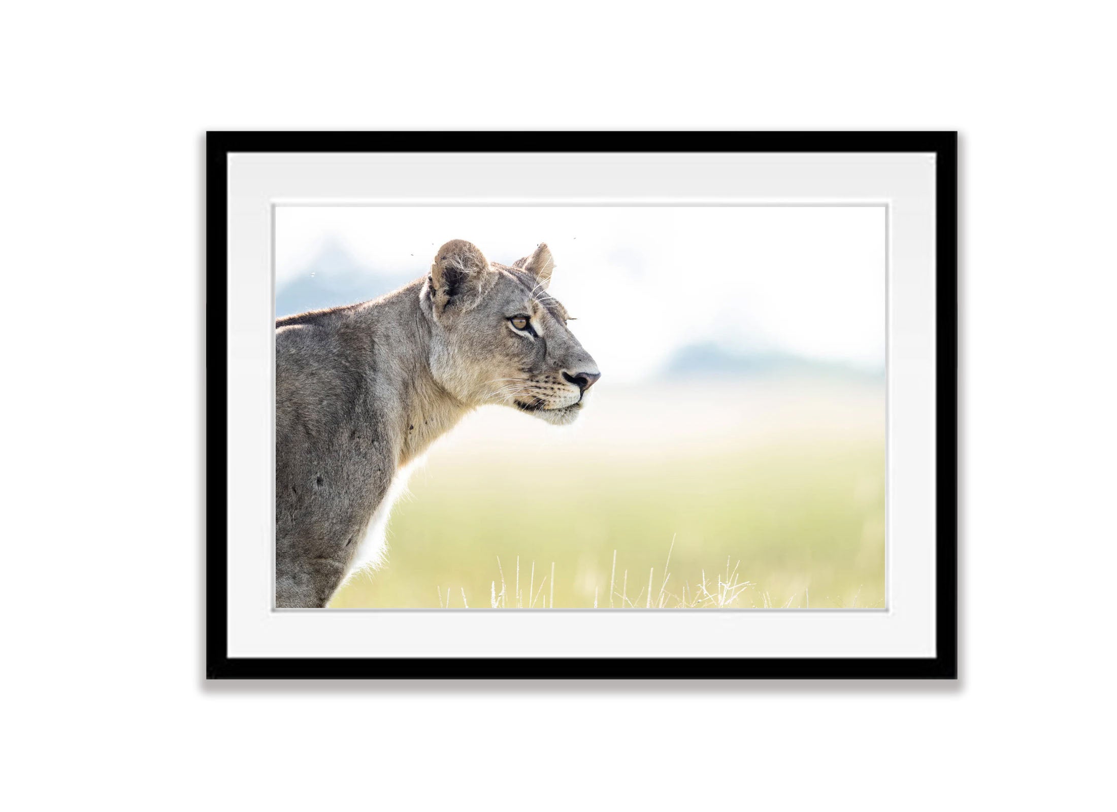 Lioness on the lookout, Okavango Delta, Botswana