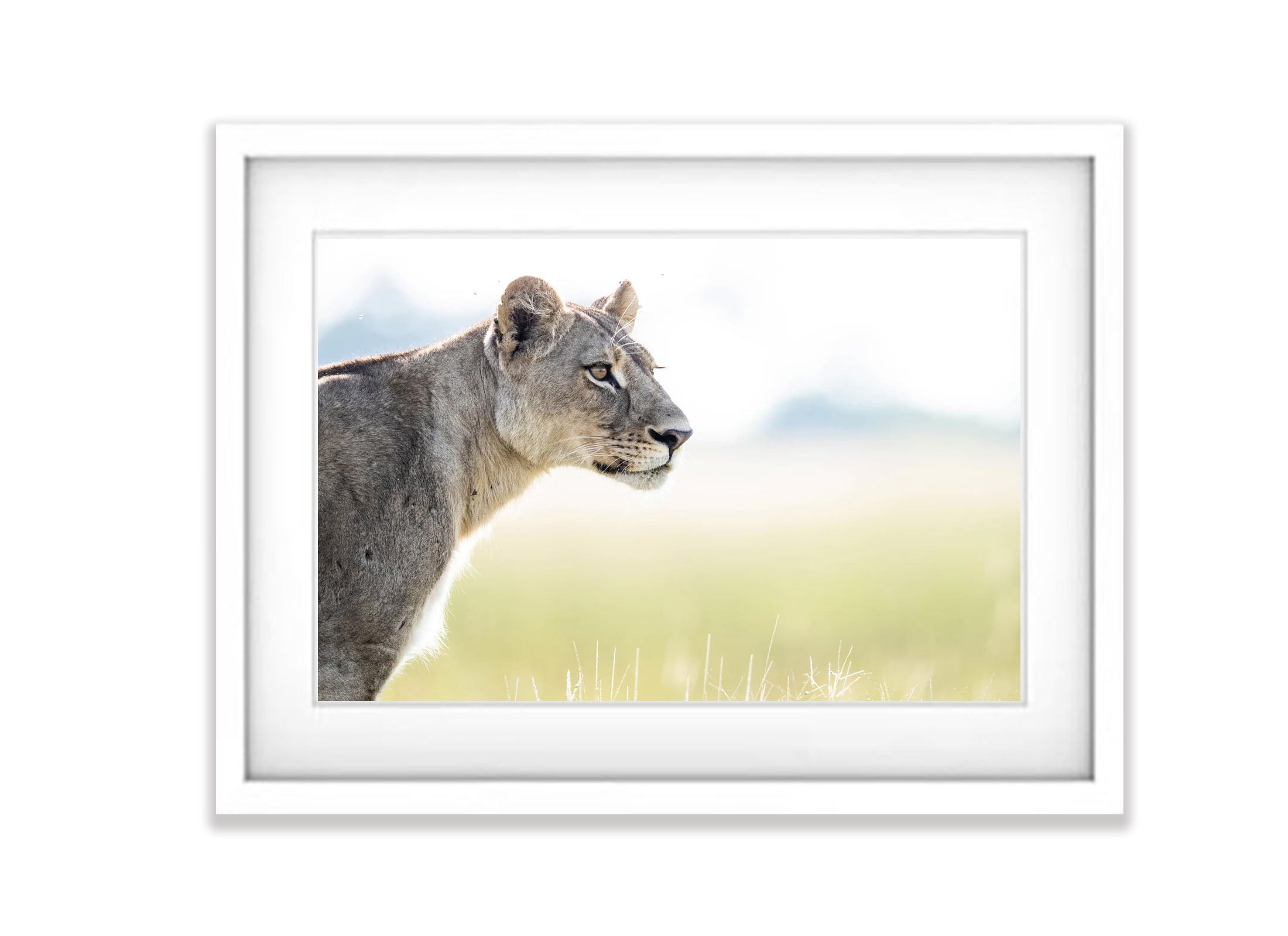 Lioness on the lookout, Okavango Delta, Botswana