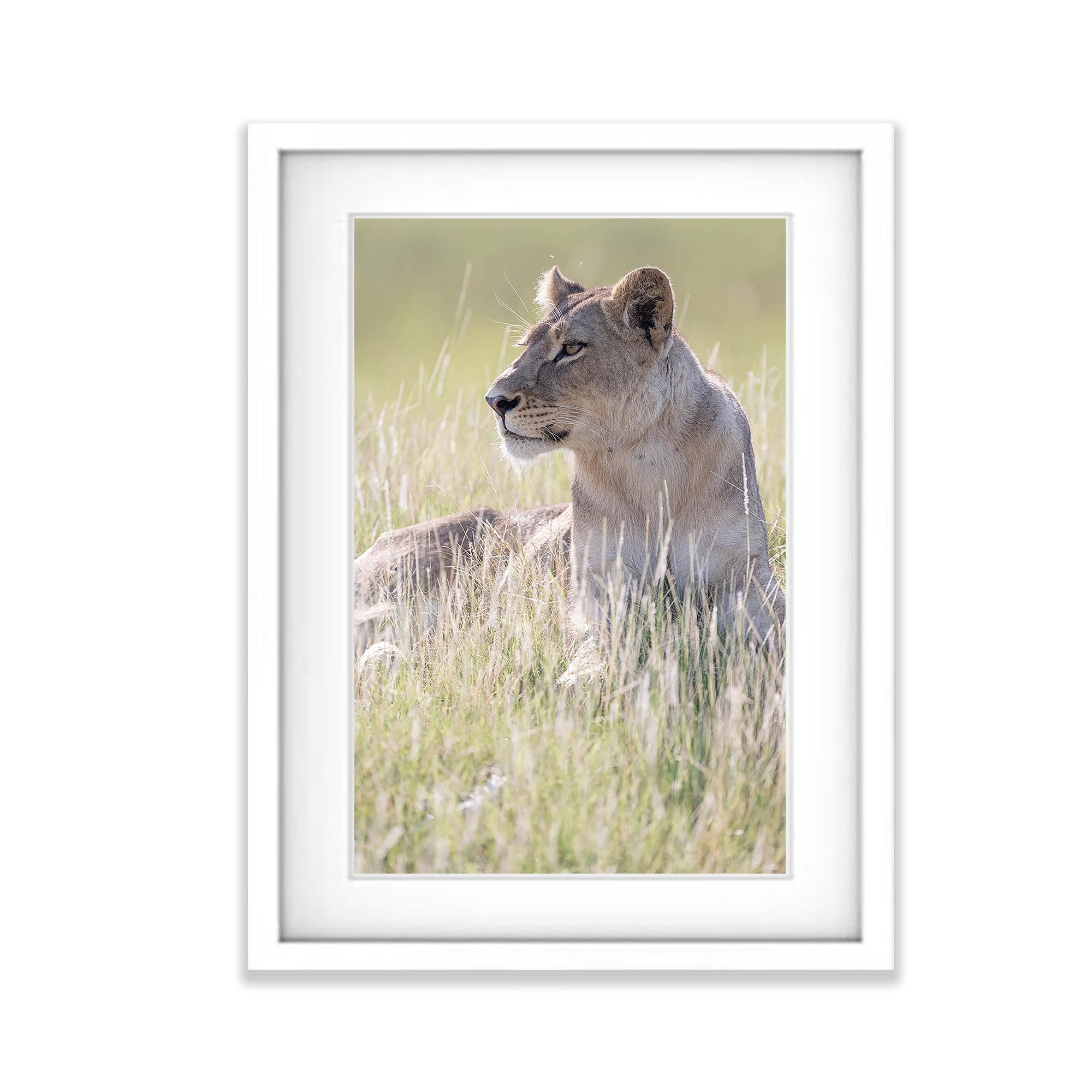 Lioness portrait, Okavango Delta, Botswana