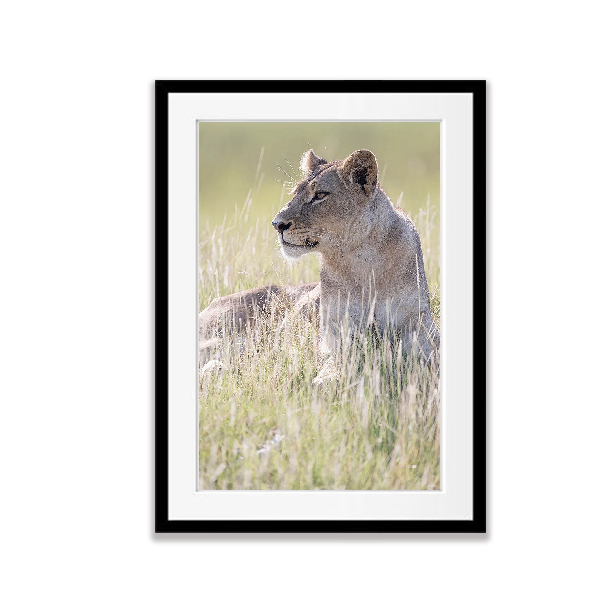 Lioness portrait, Okavango Delta, Botswana