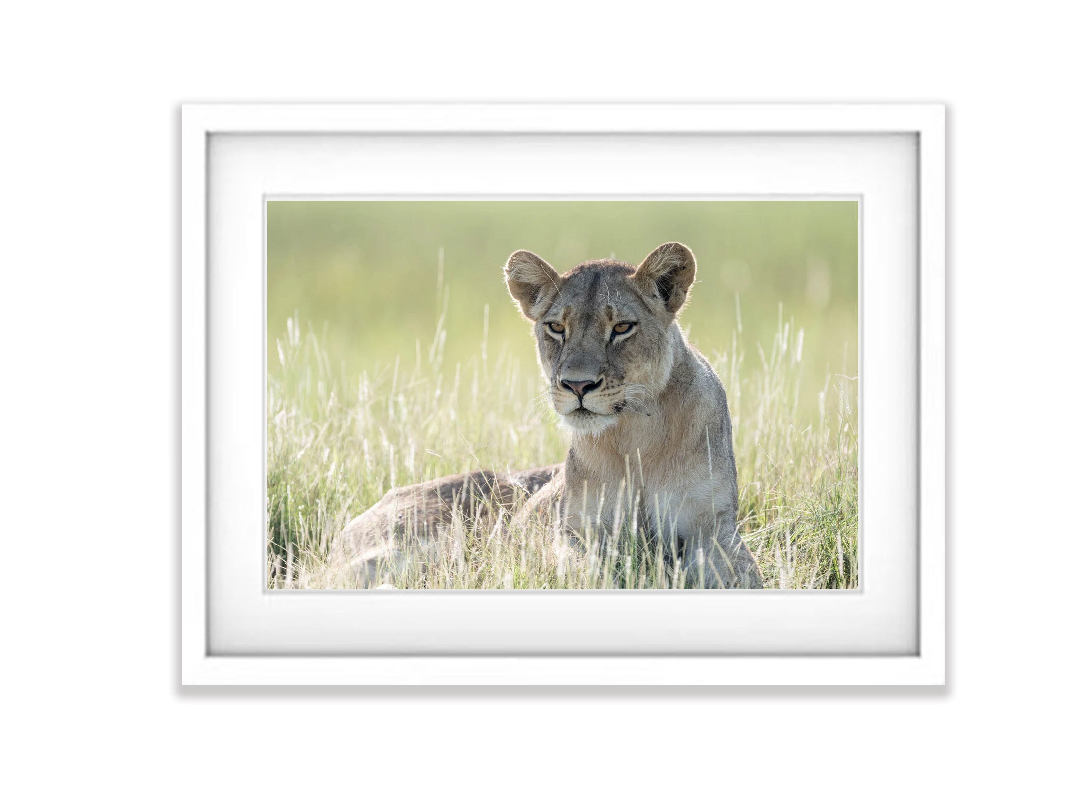 Lioness relaxing, Okavango Delta, Botswana