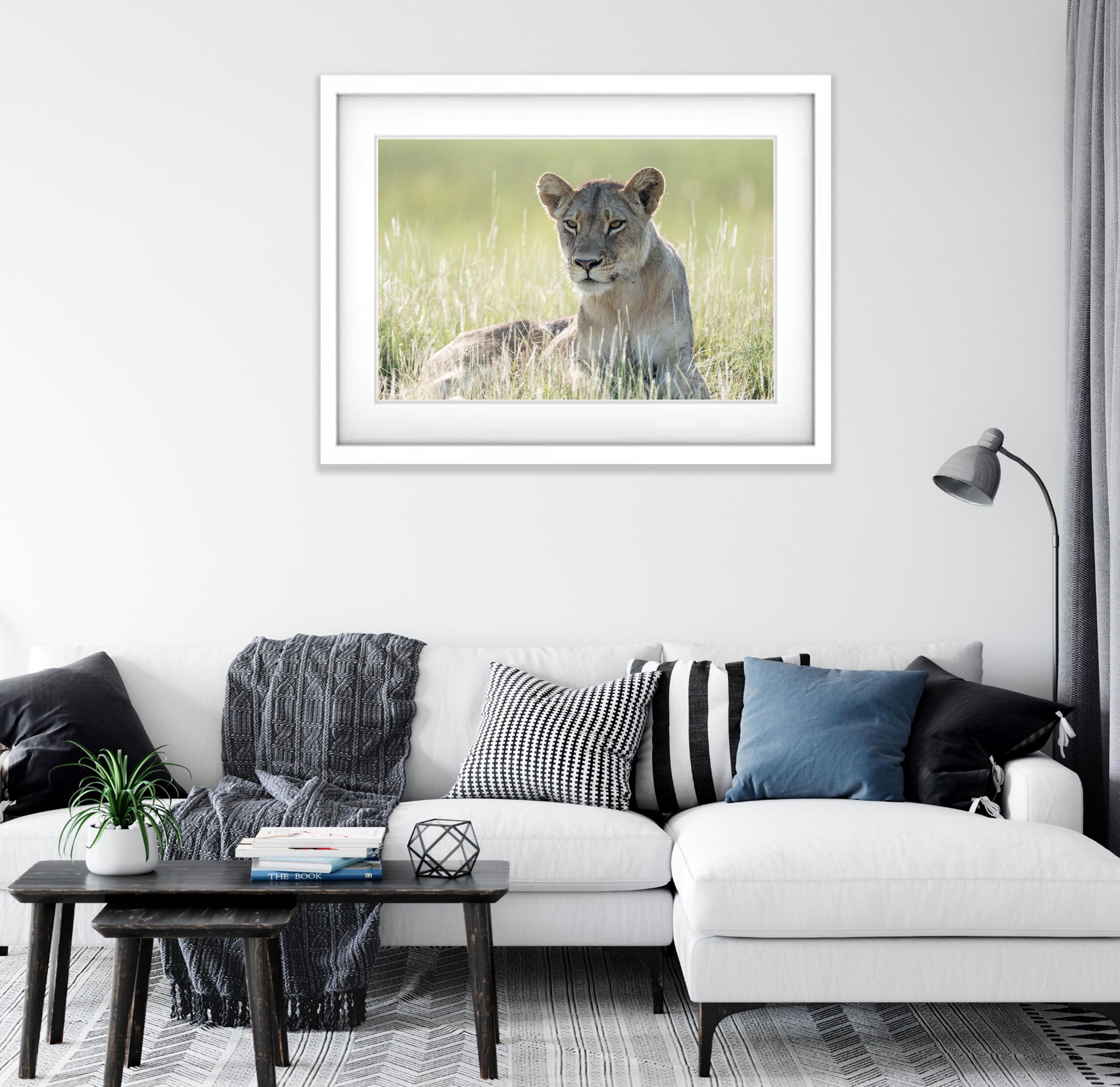 Lioness relaxing, Okavango Delta, Botswana
